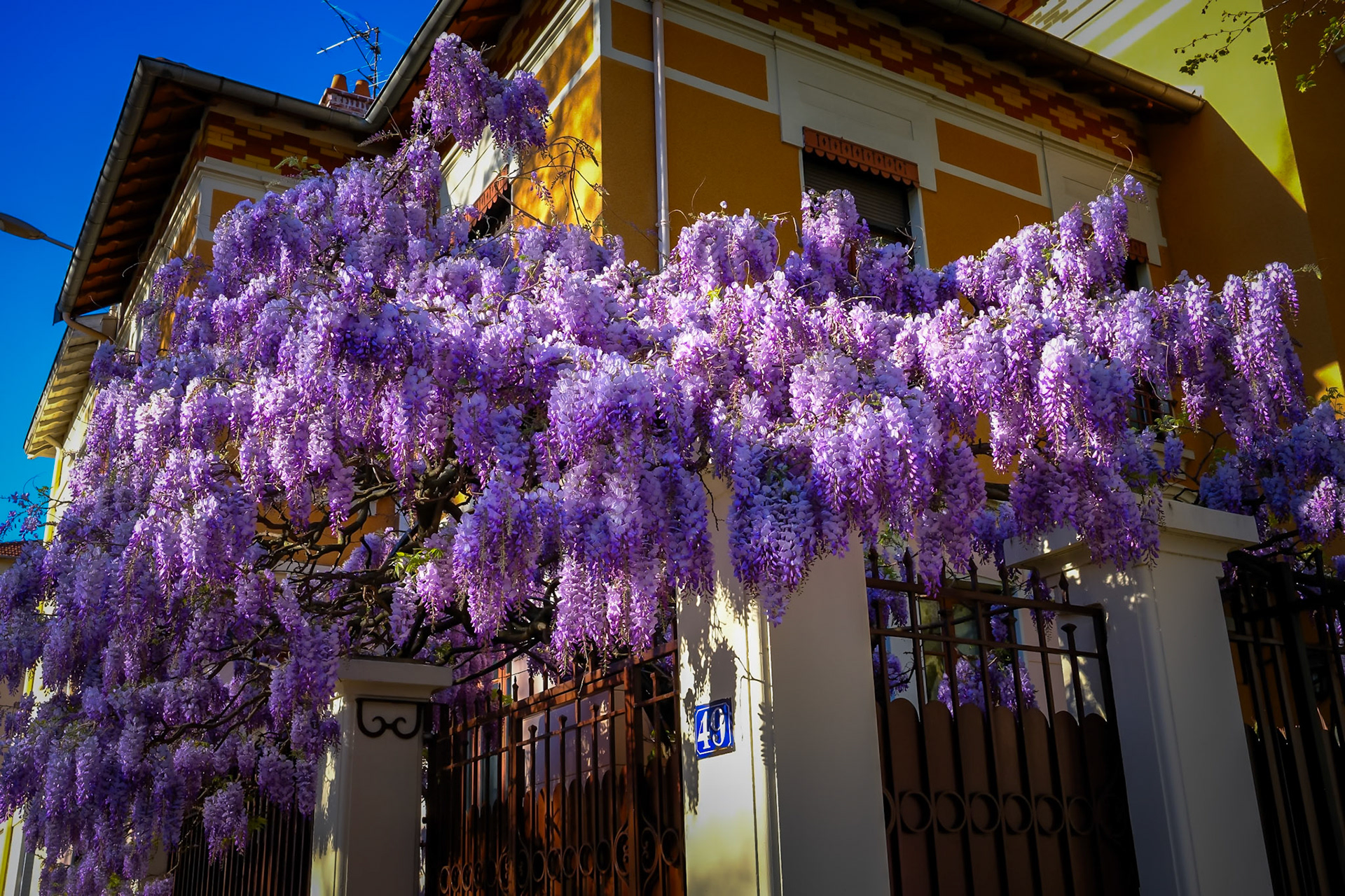 Une glycine à Montchat