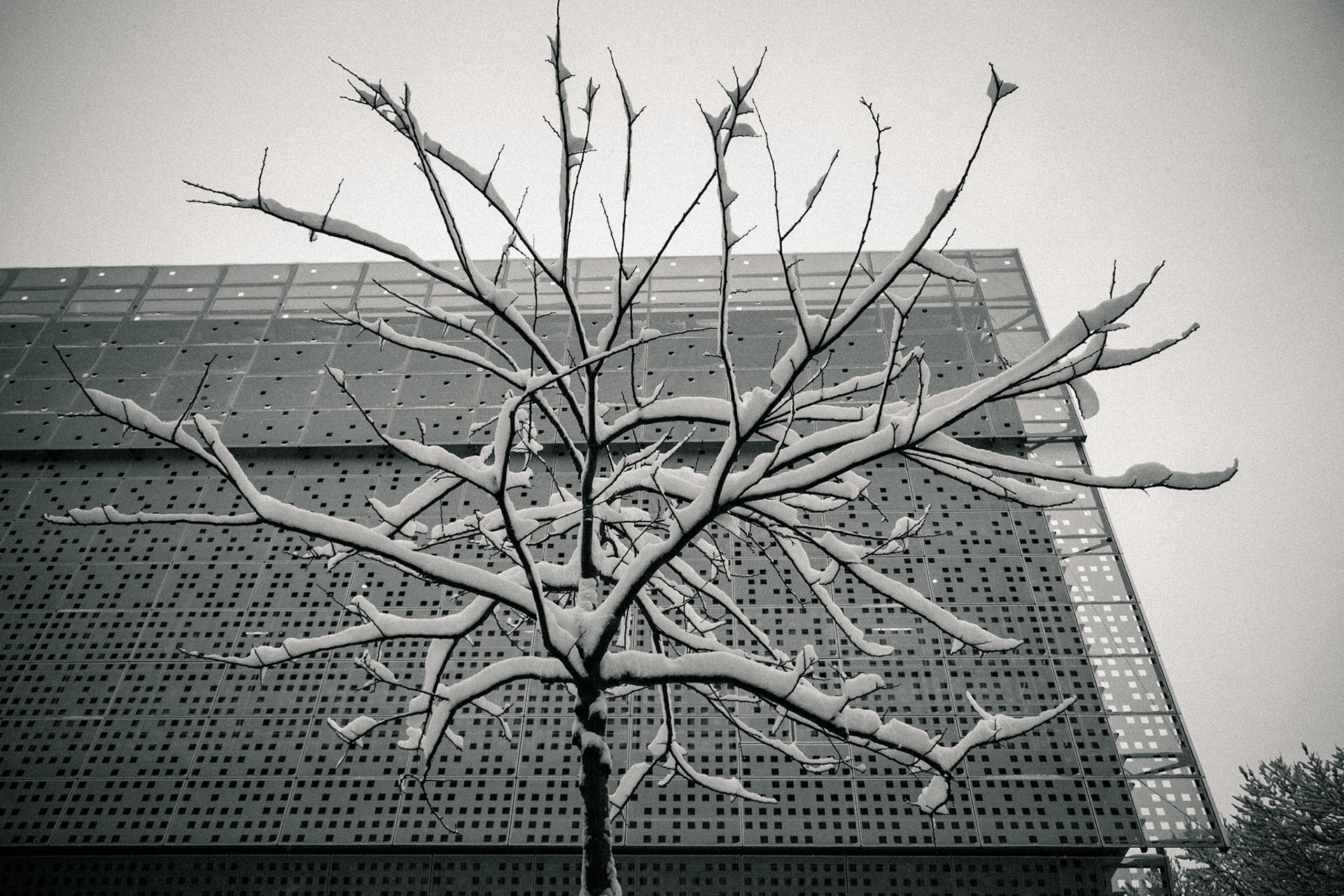 Snowgraphics three