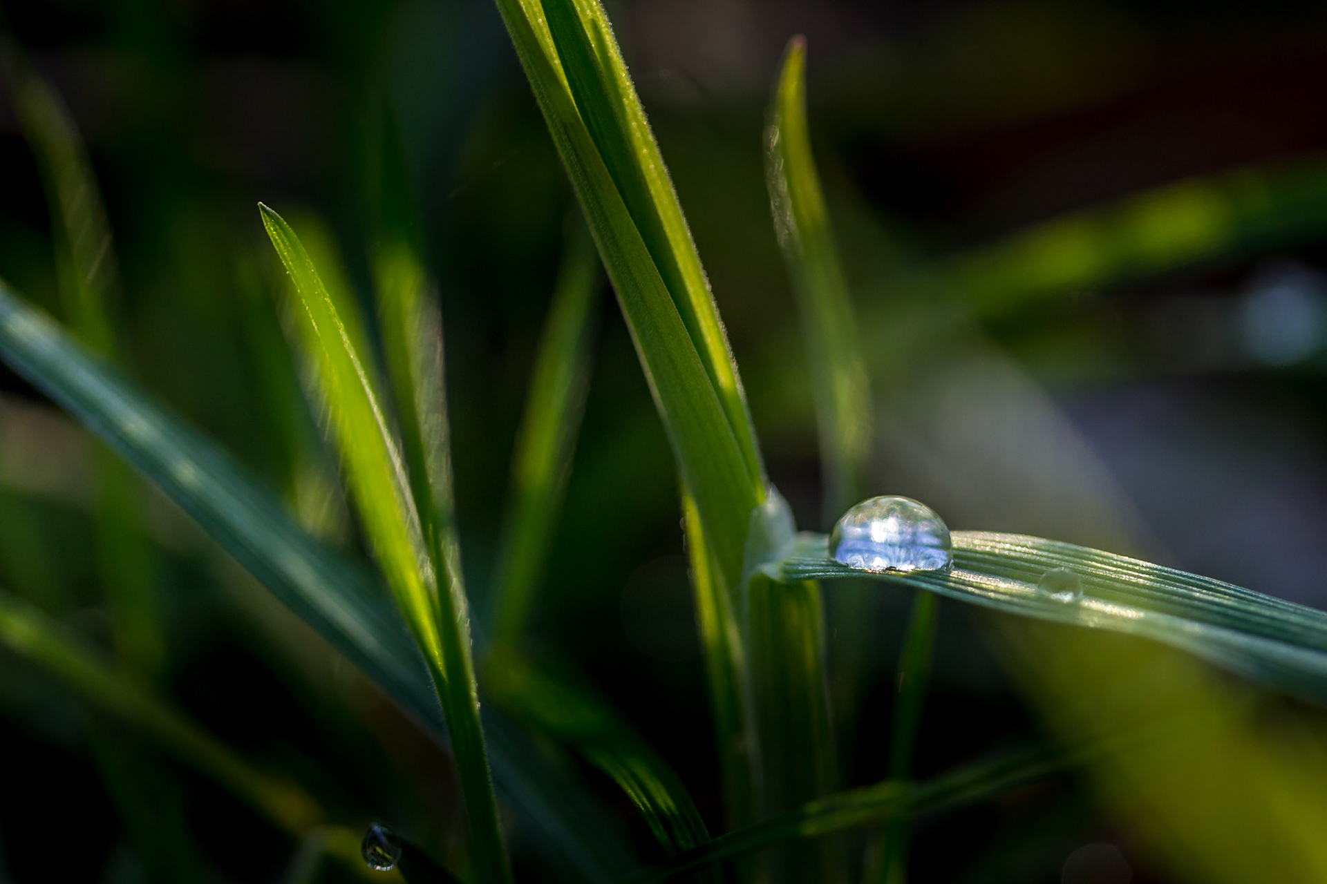 La goutte