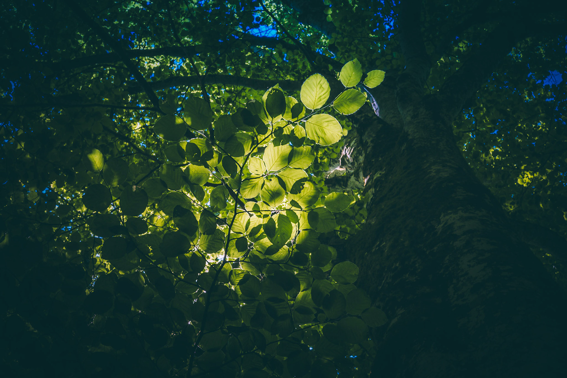 In my dream (green leaves)