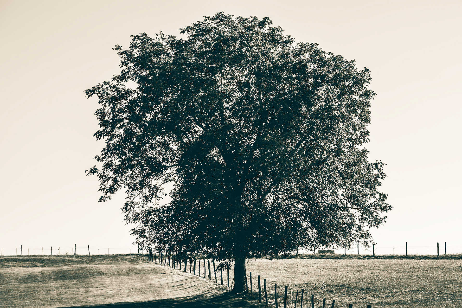 The one who stands between two pastures