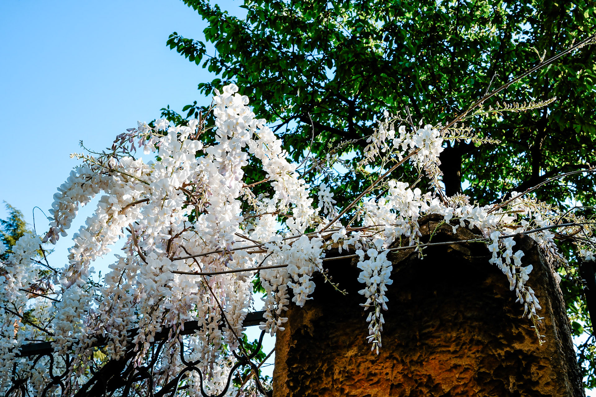 Glycine blanche du petit matin (1)