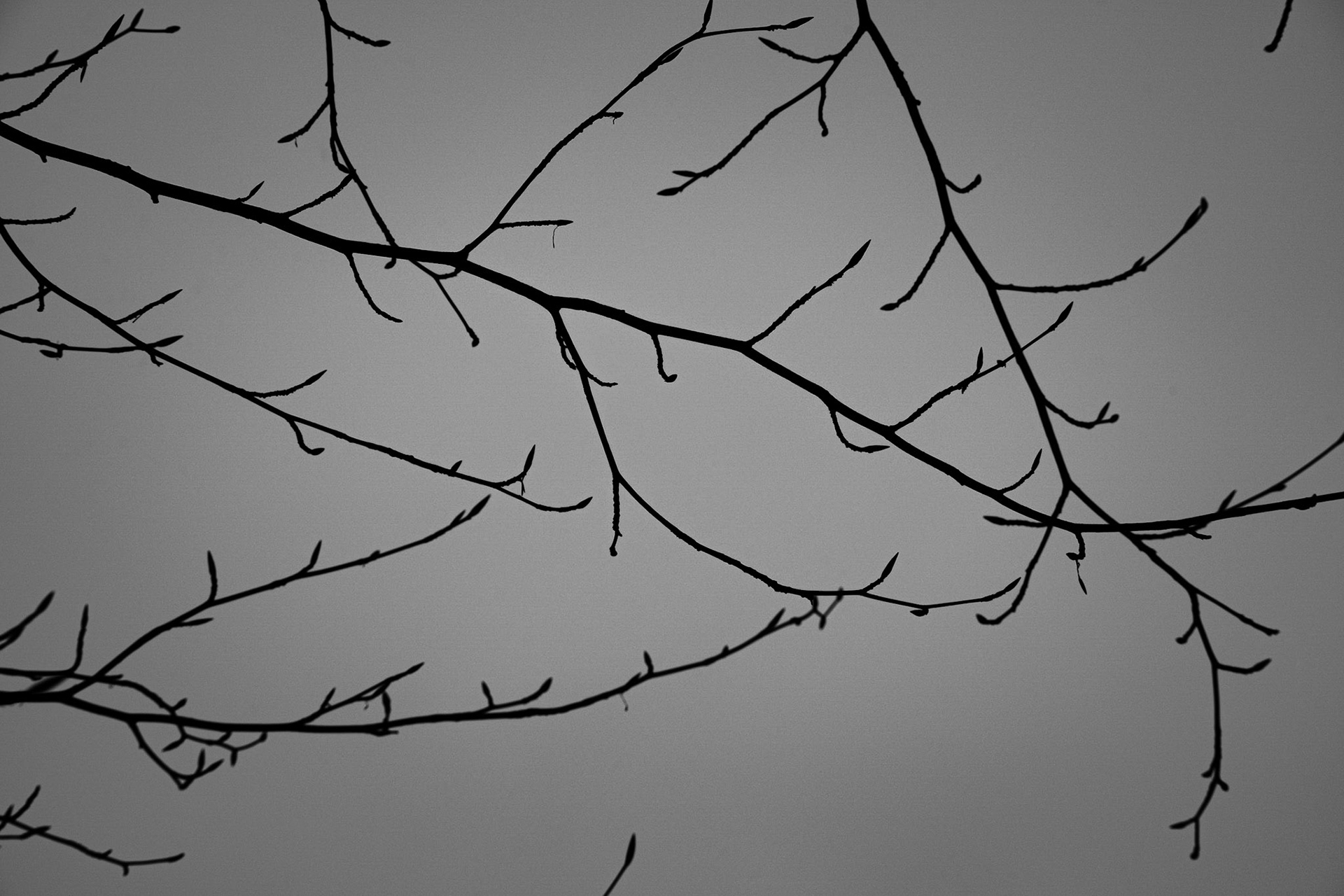 Ramifications (4)