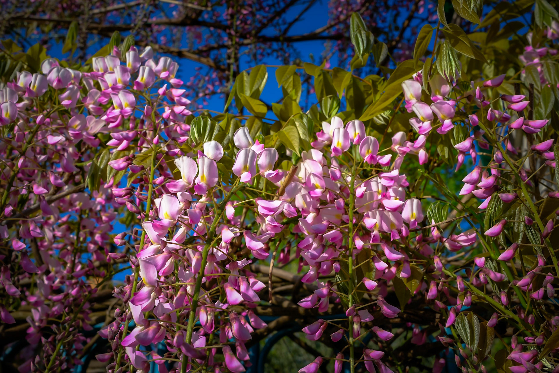 Glycine rose à Montchat (2)