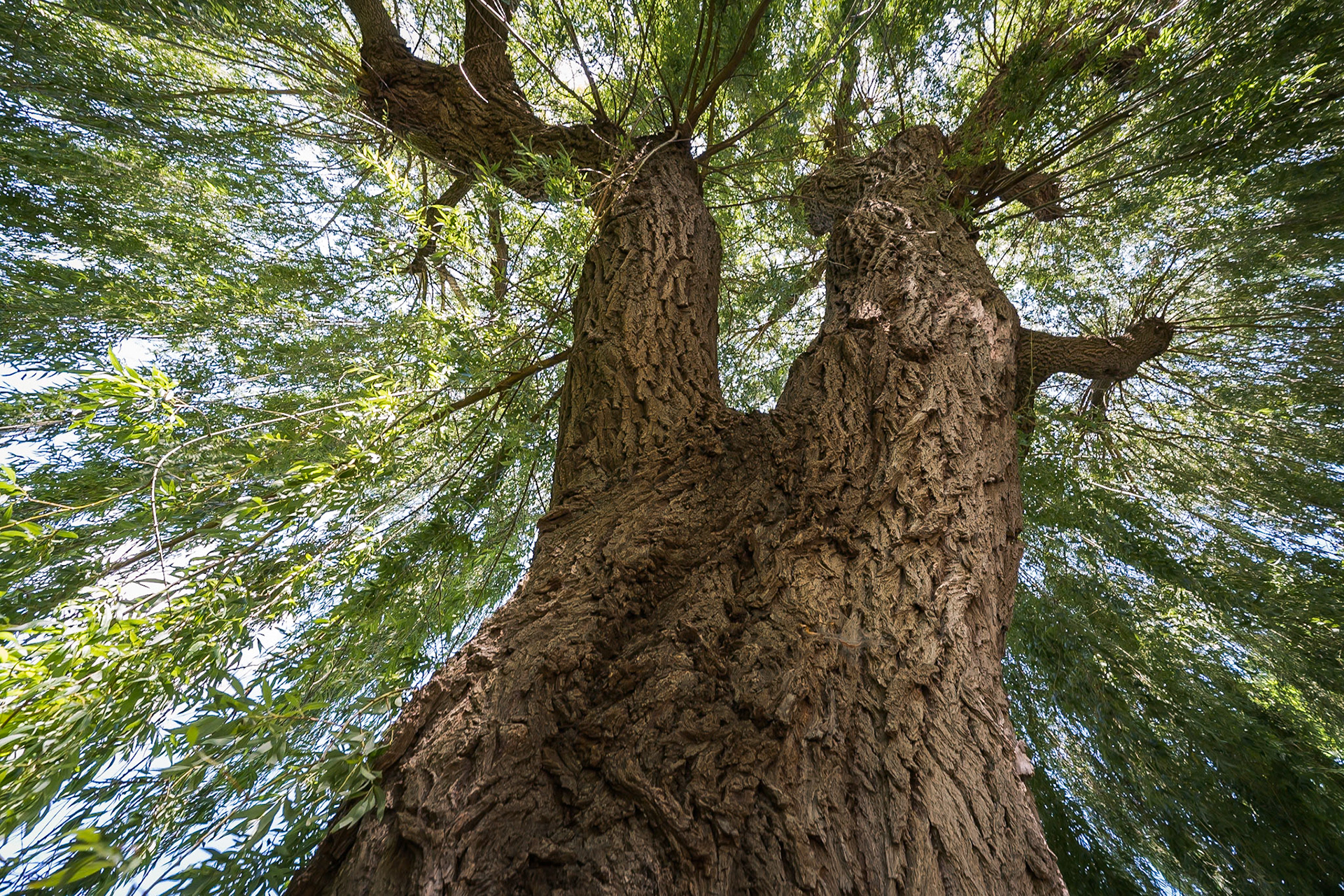 Weeping willow