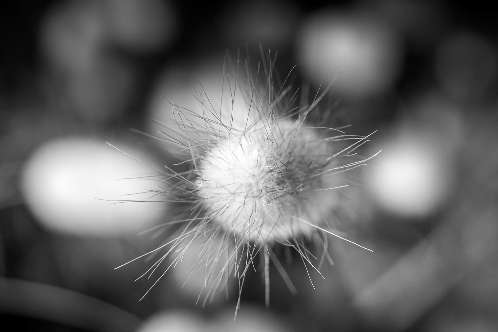 Contagion