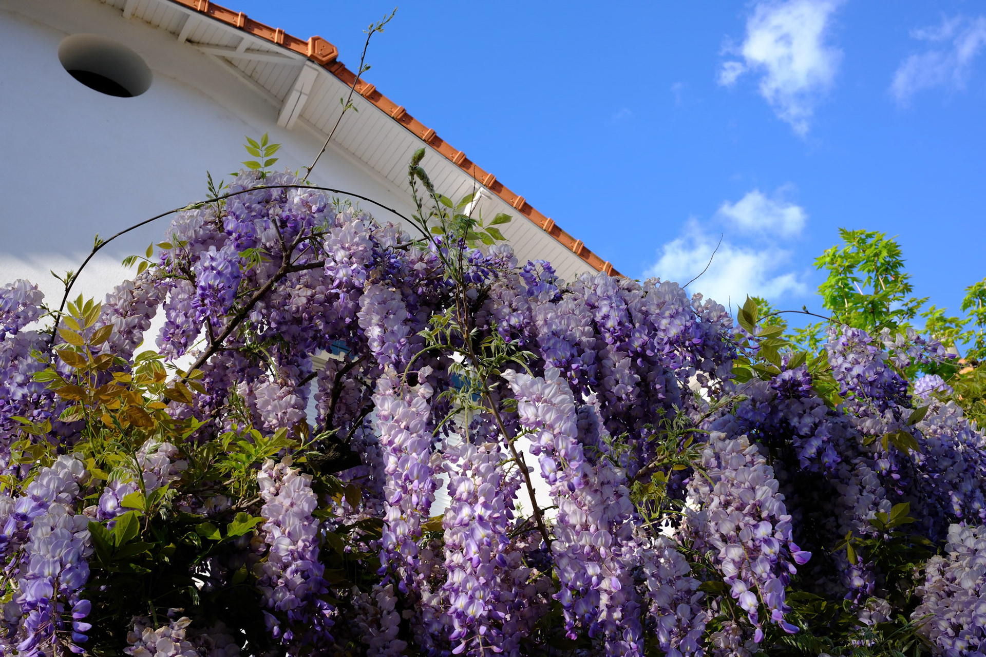 Encore une glycine