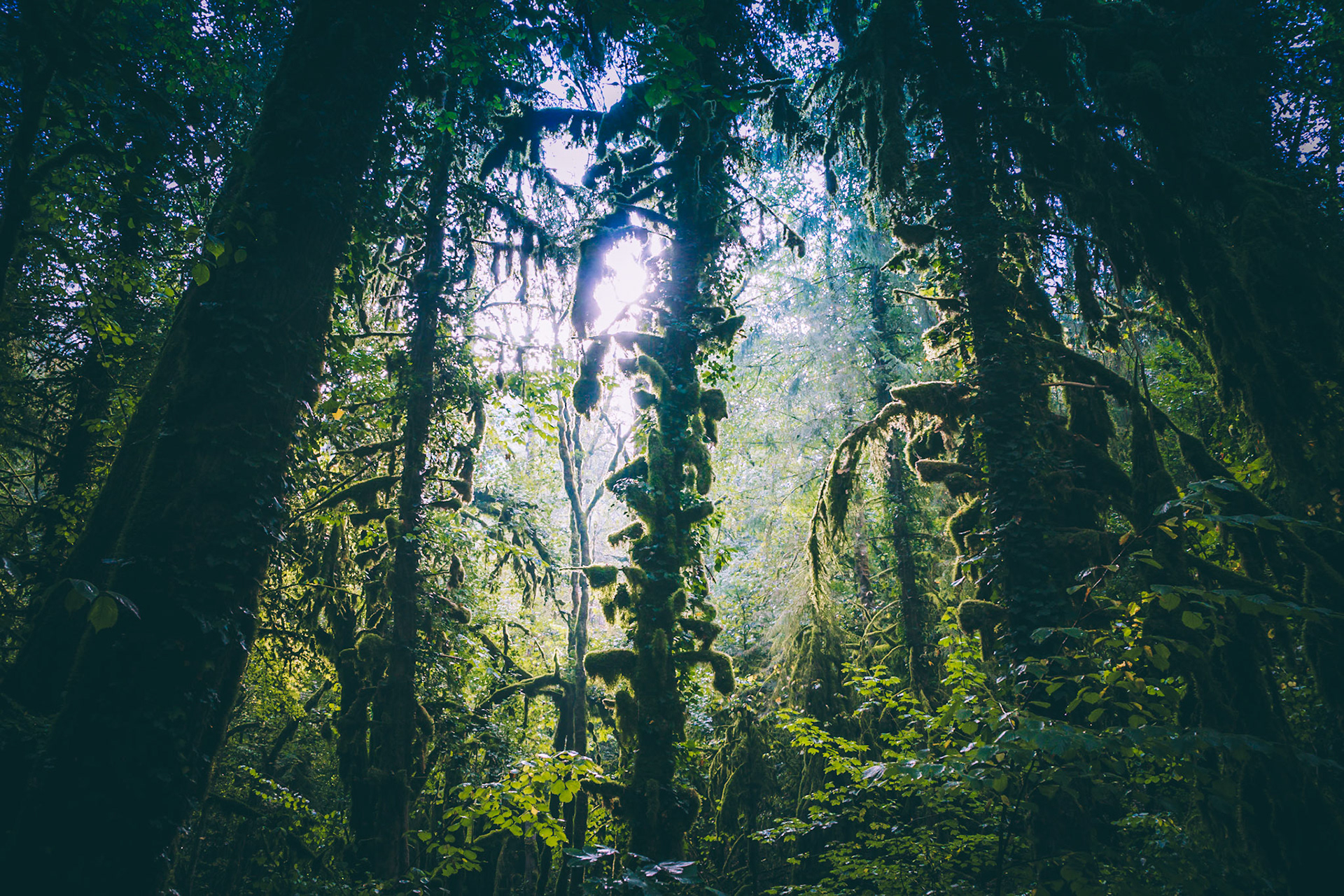 In my dream (jungle)