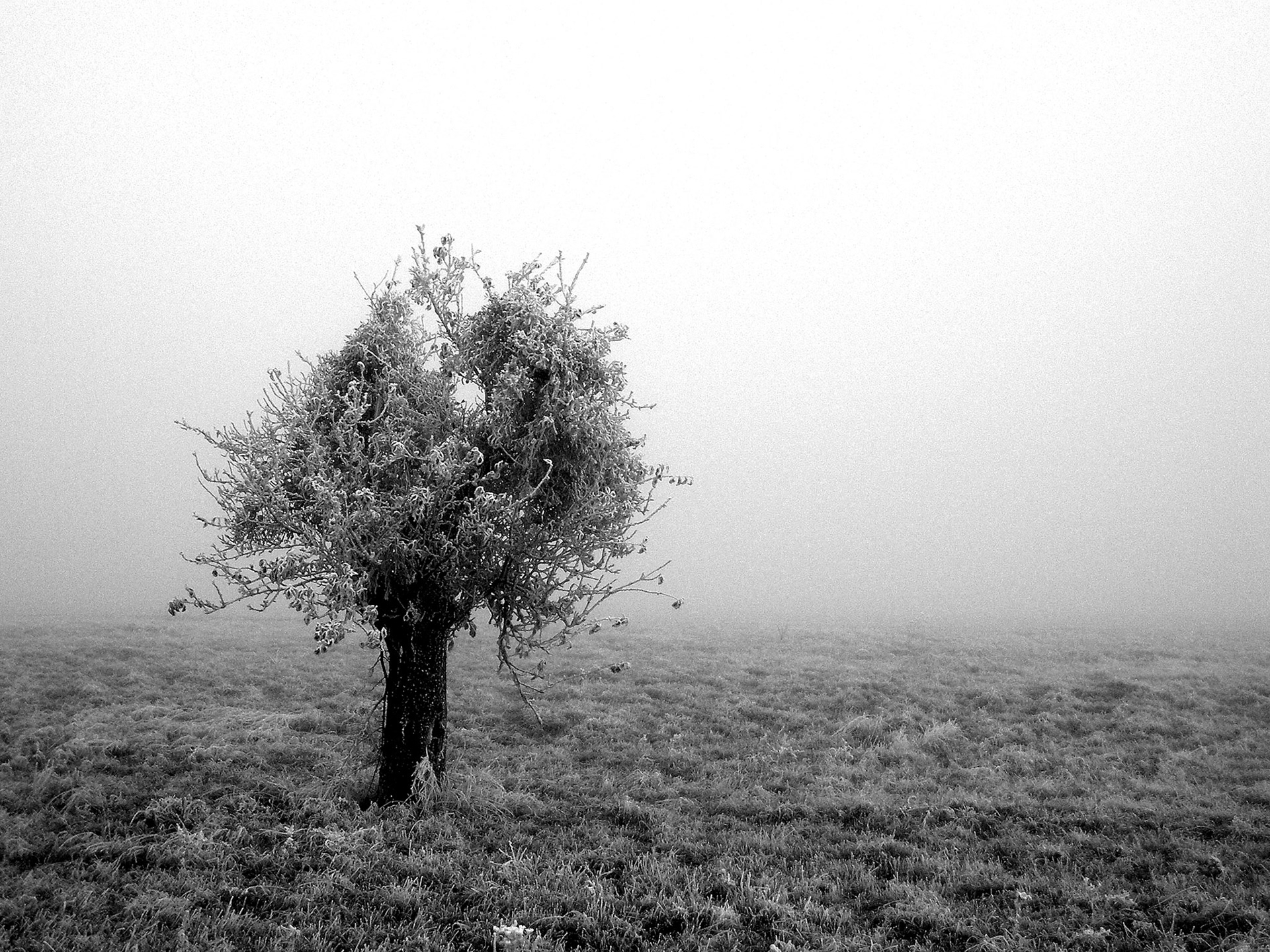 Au milieu de nulle part, ce petit arbre, figé par le gel et le brouillard d'un matin d'hiver, trône seul au milieu de ce pâturage picard.