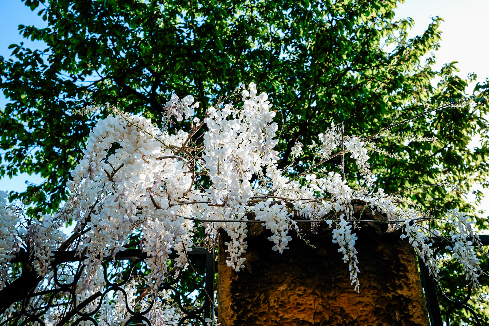 Glycine blanche du petit matin (2)