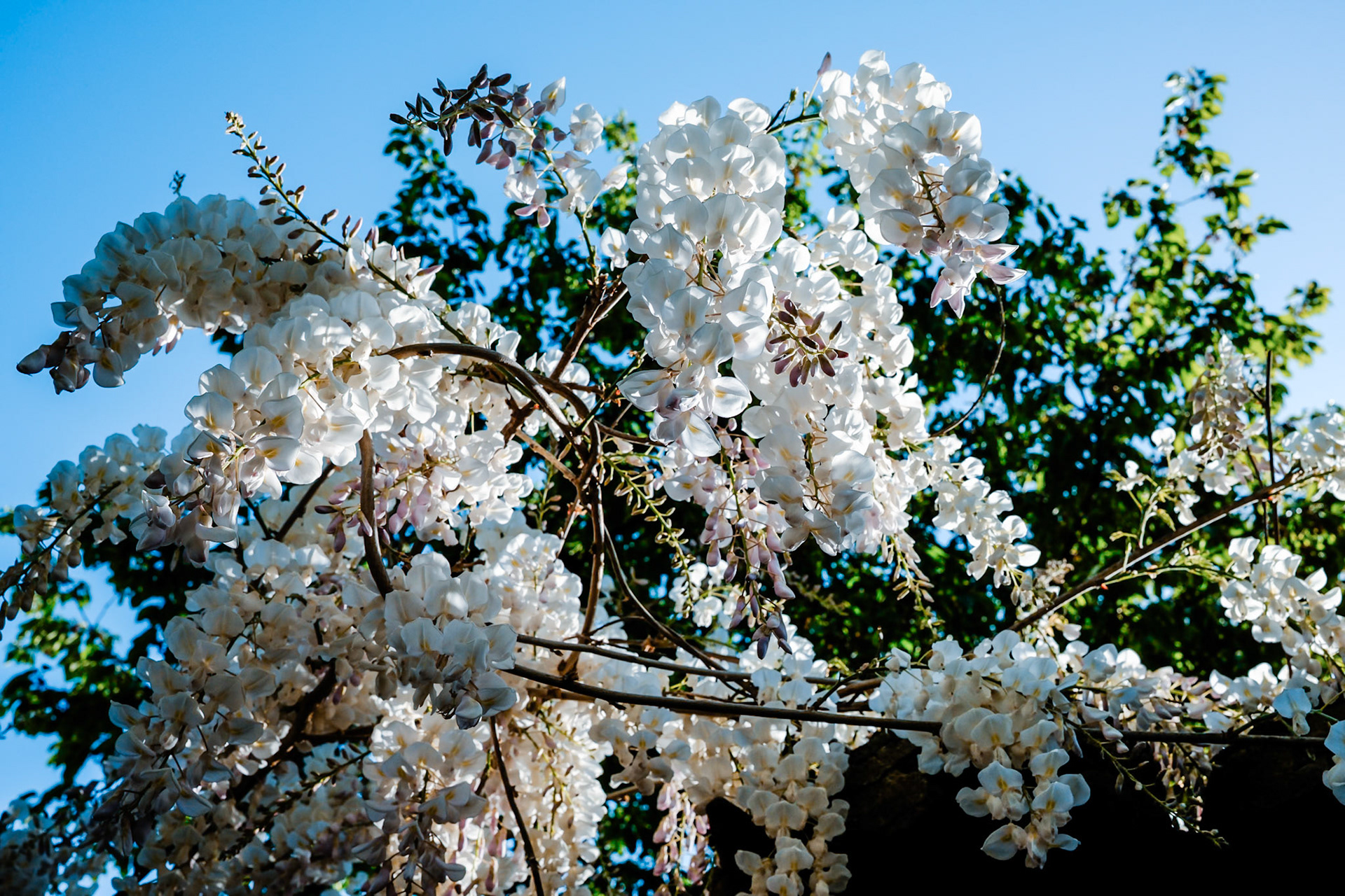Glycine blanche du petit matin (3)