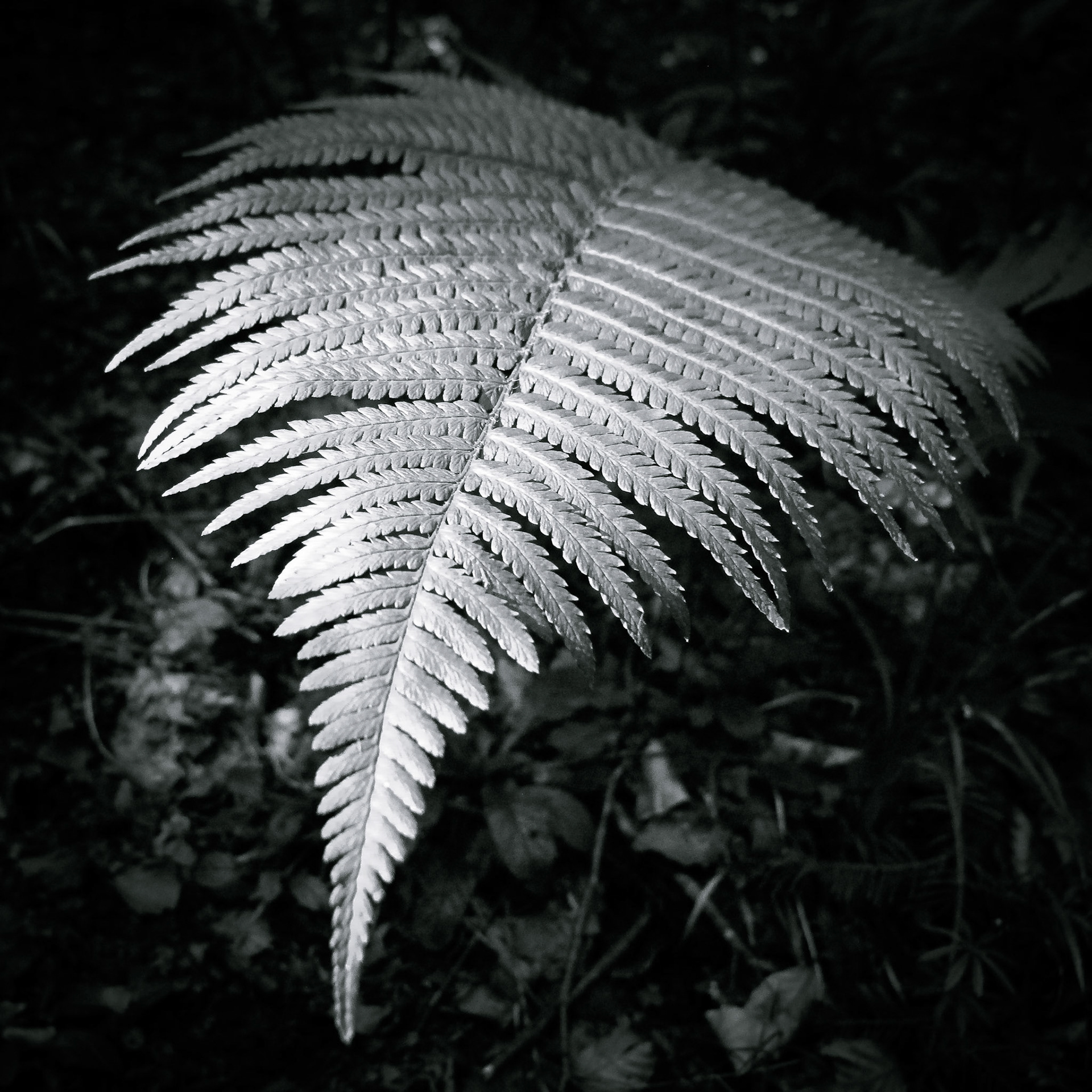 Fern in the light