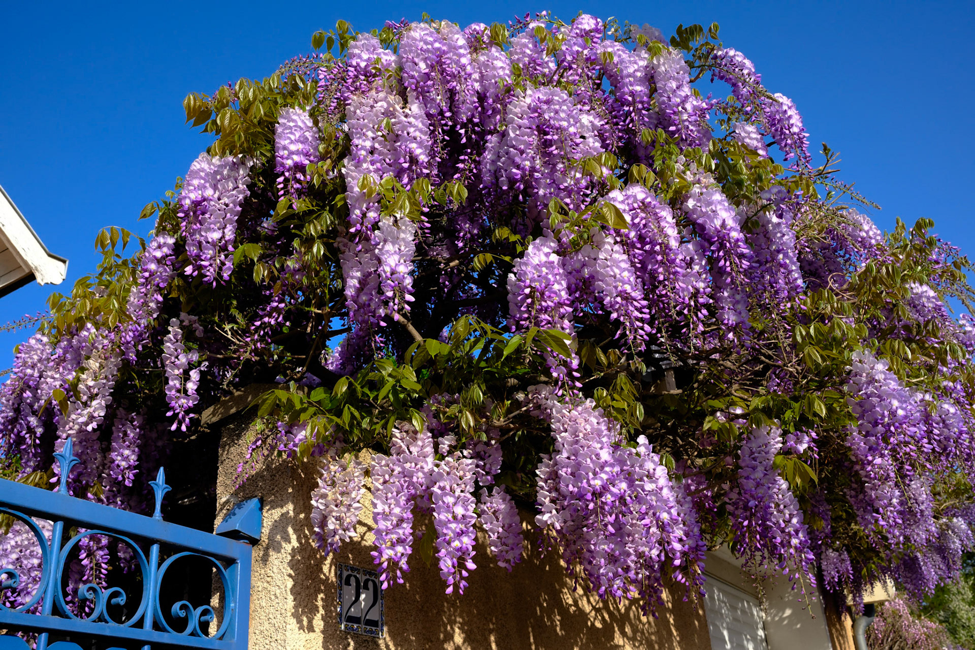 Glycine 22 (1)