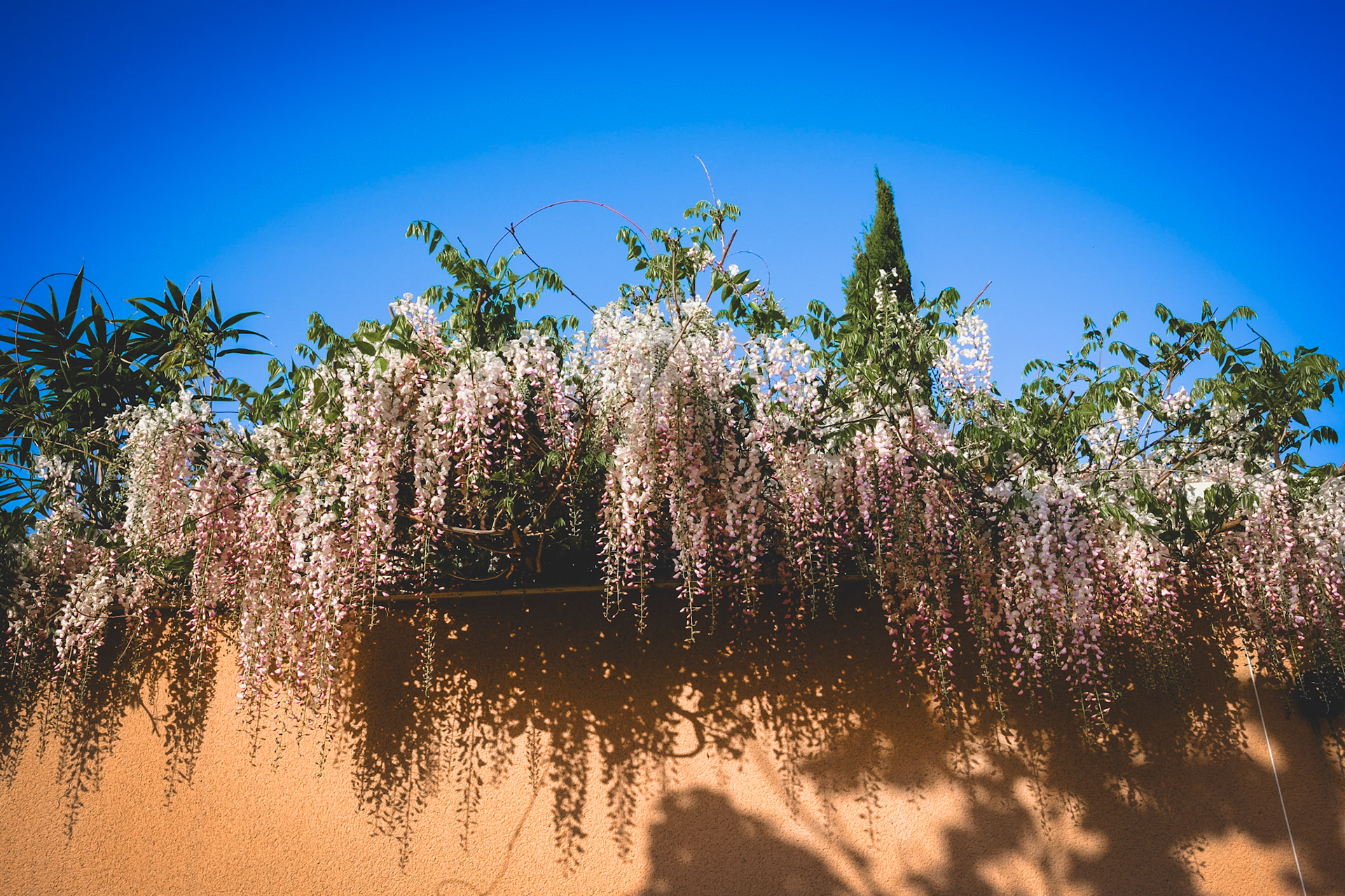 Glycine blanche à Monchat (4)