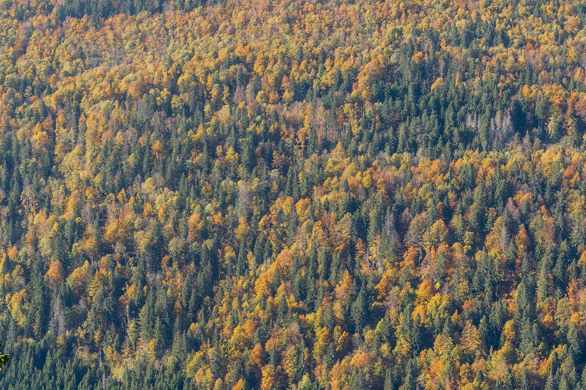 Autumn shades on the jura mountain
