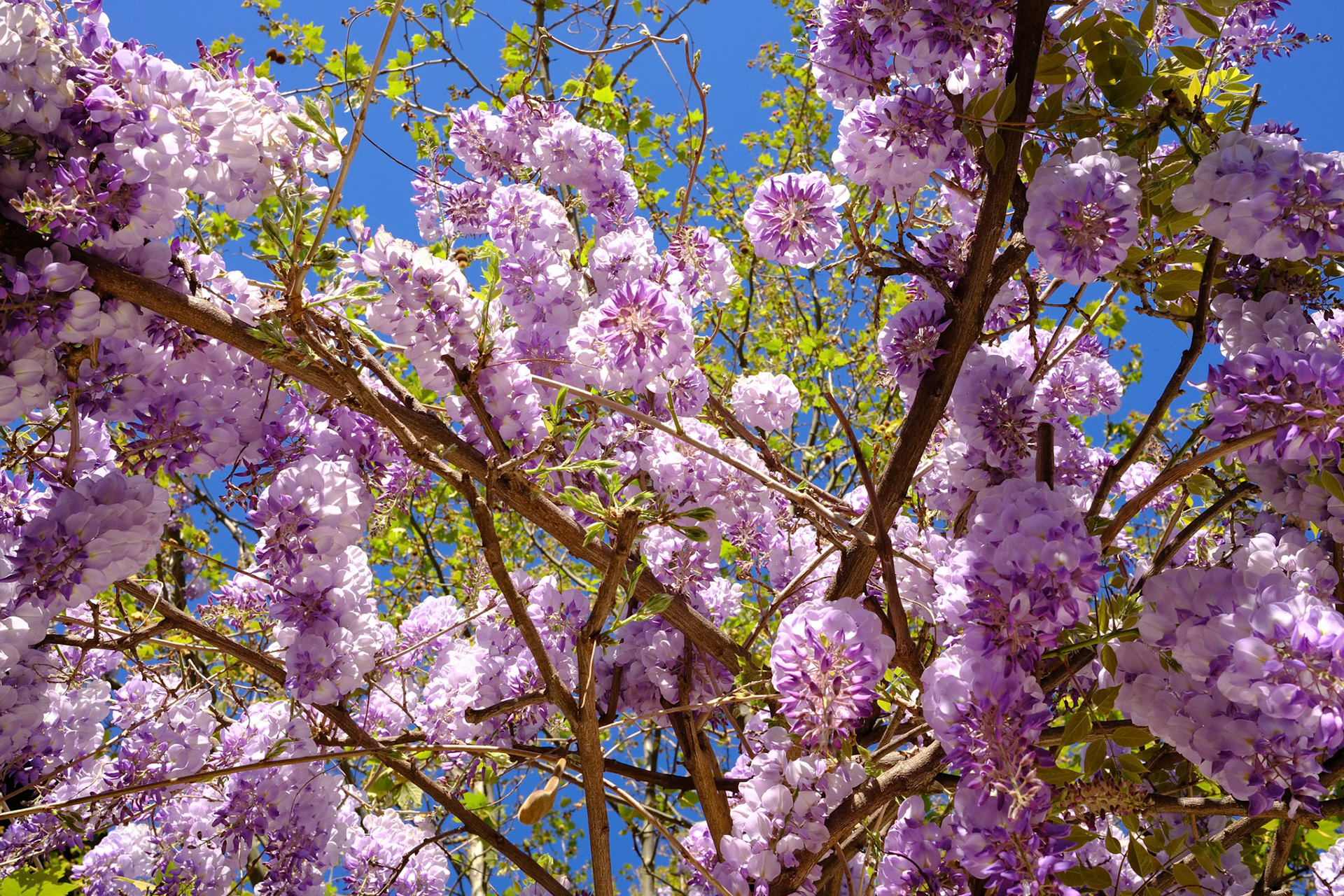 Glycine à Montchat