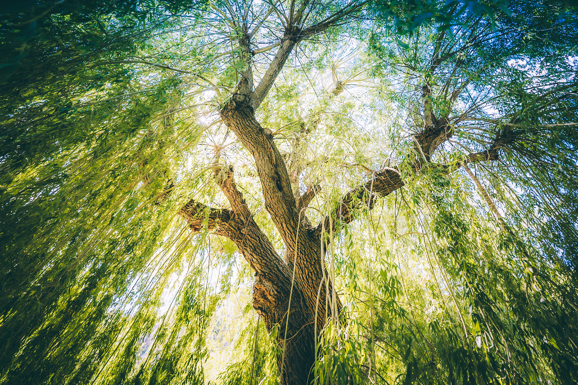 In my dream (the weeping willow)