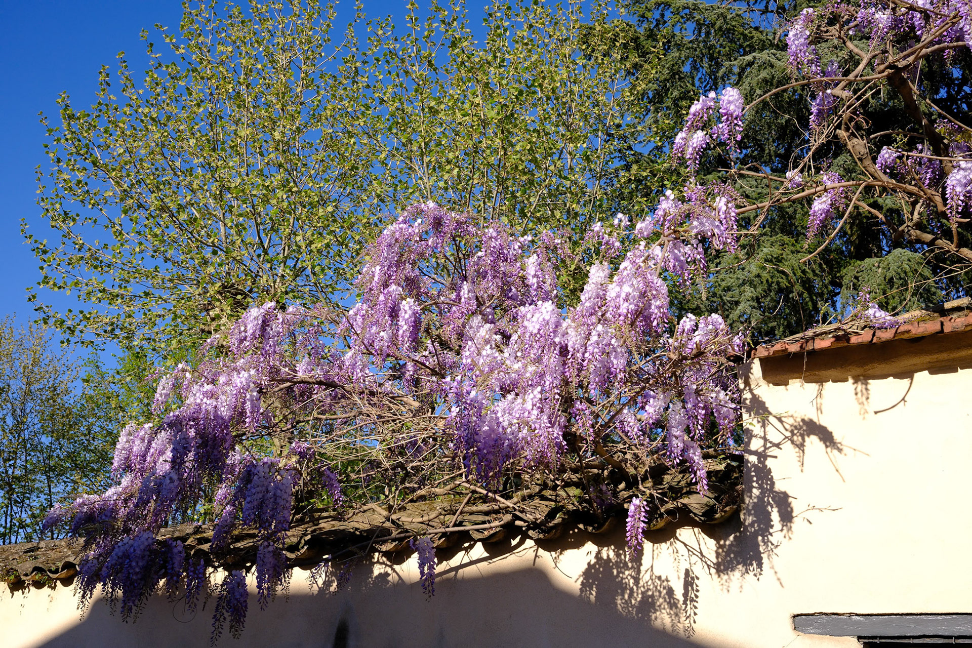 Glycine à Montchat