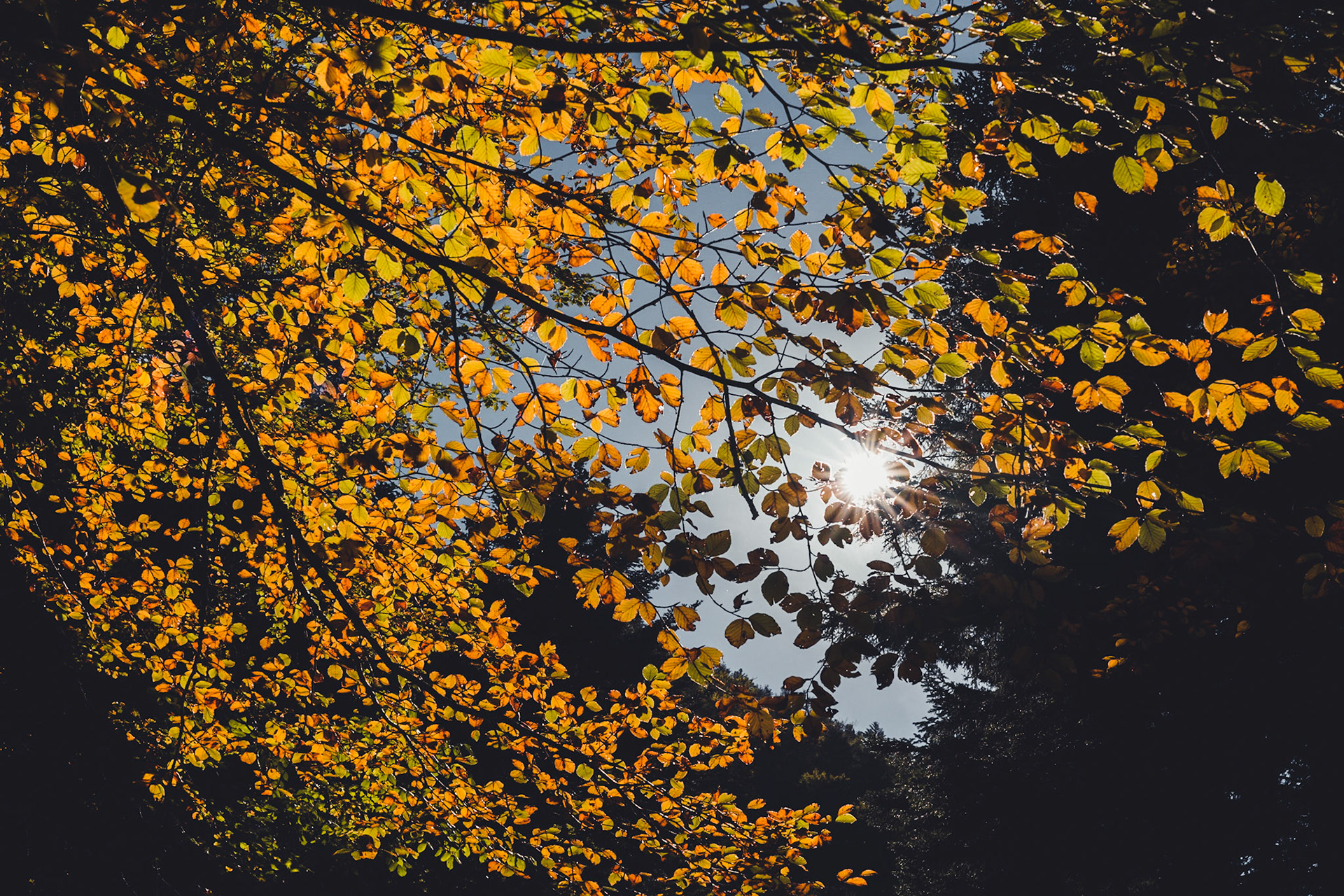Le Creux de l'Envers, a magical, wild place. On a sunny, warm day, it's Indian summer... These yellowed Beech leaves light up through the autumn sunlight. I no longer have a network on my smartphone, but I am more than ever connected with nature...