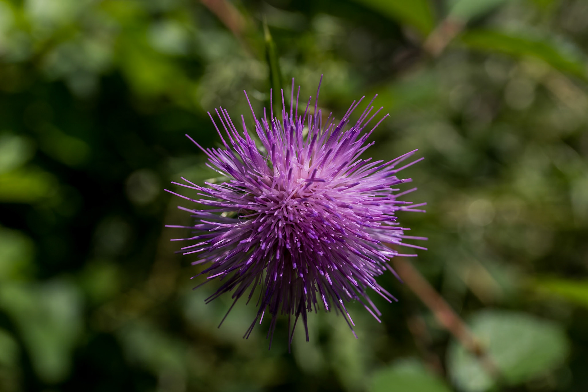 Vegetal collection #21