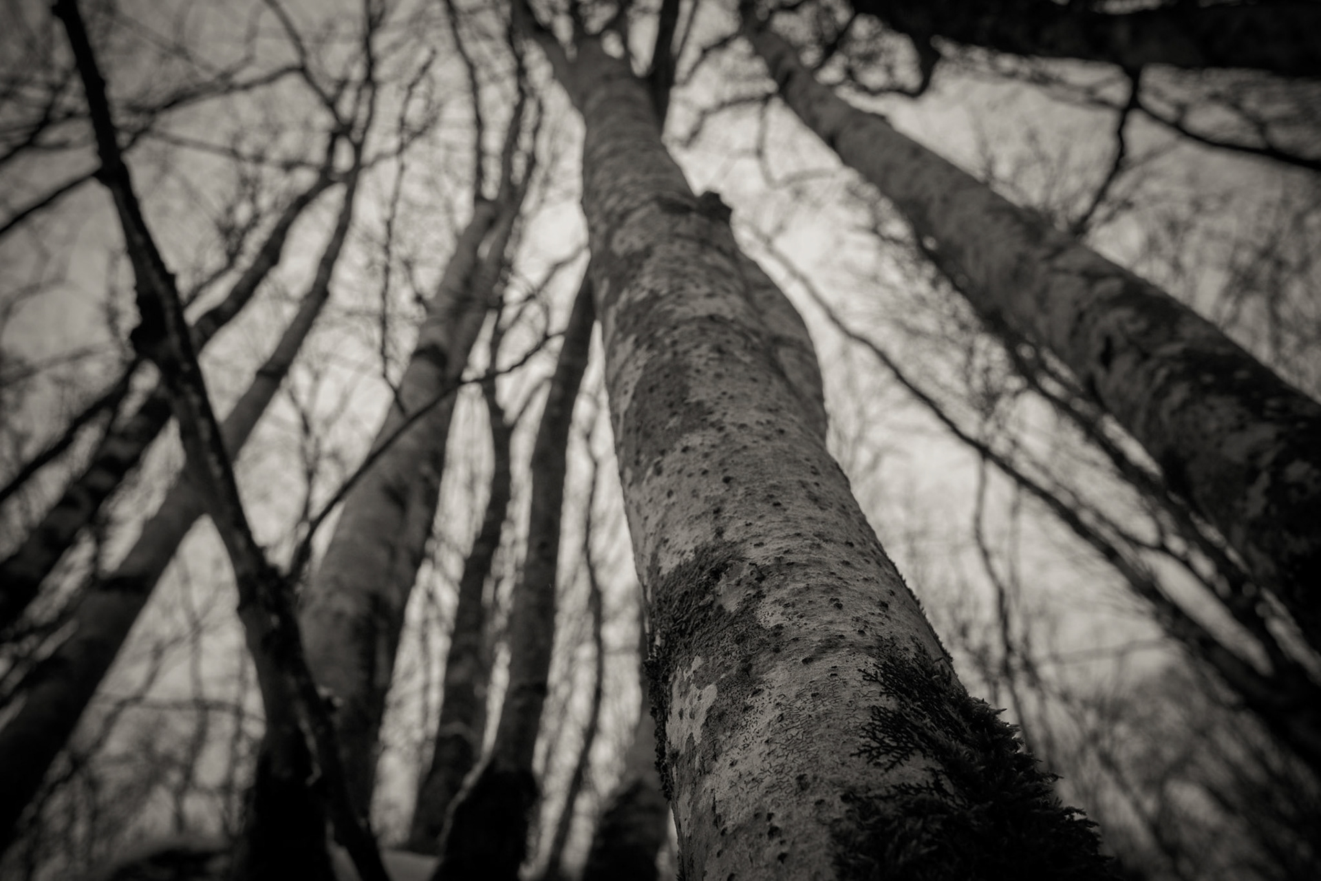 Grisaille