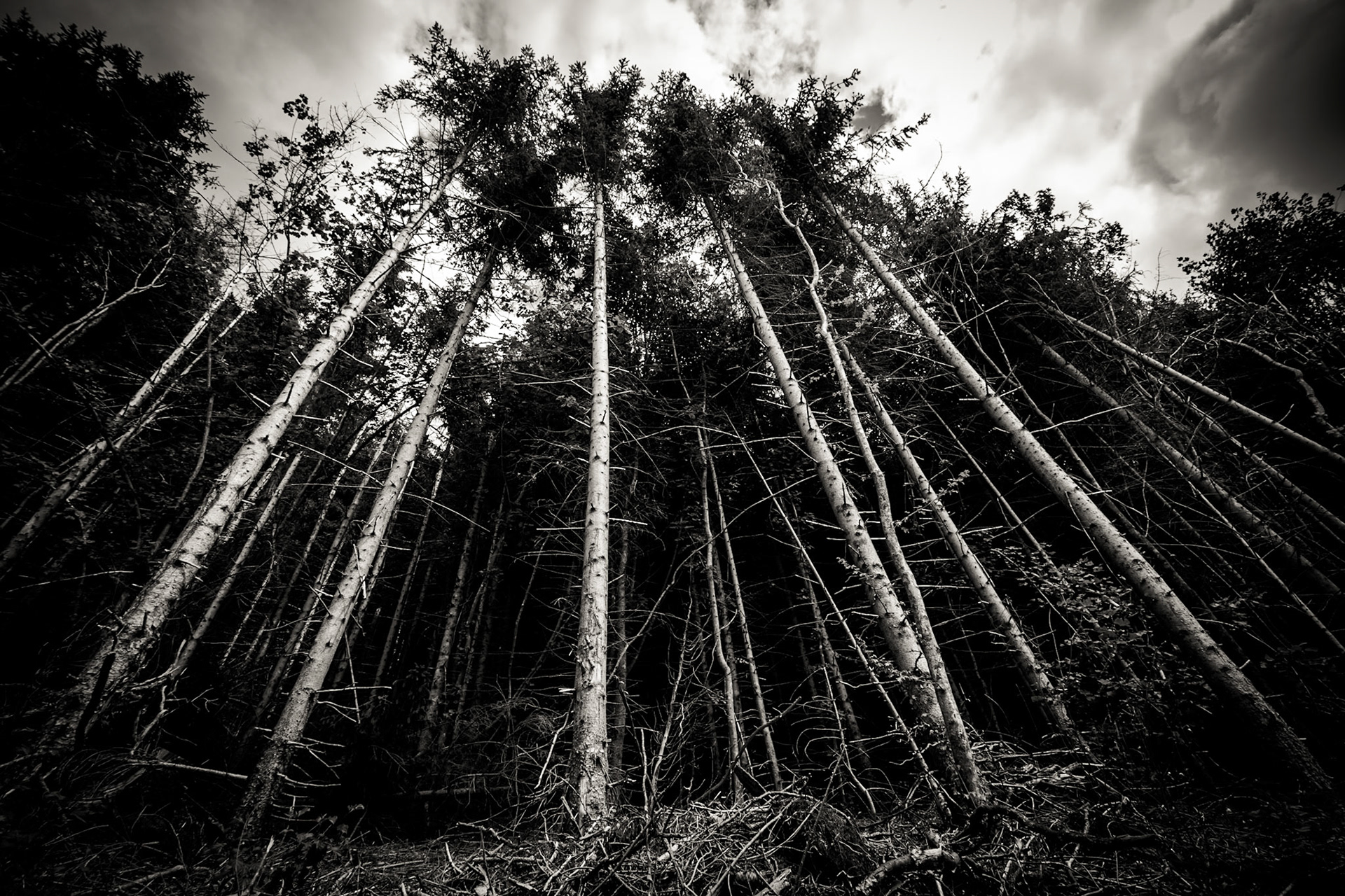 Forêt de pins en Bugey dans le massif du Grand Colombier.