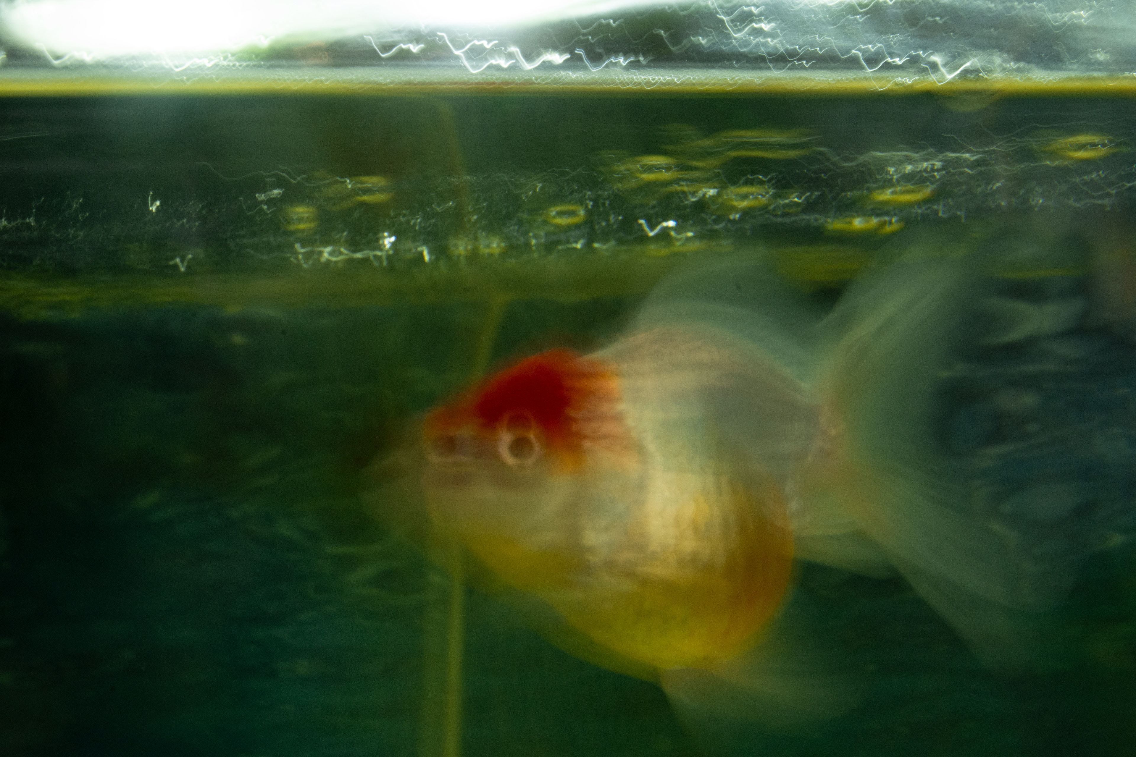 'Mutual Curiosity'  (2025).  Soft, dreamy motion of a goldfish underwater. The fish’s rounded body is a swirl of warm golden yellow with hints of pearlescent white, while its head glows a rich, vibrant red. The blurred motion makes its translucent fins and tail look like wispy, spreading veils of silvery blue and green, drifting smoothly through the water. The dark green background adds a sense of depth and coolness, broken by streaks and ripples of glowing yellow and white light reflecting across the water’s surface. Overall, the image feels fluid and painterly, with shimmering, blended colours and soft-edged details giving it an almost surreal effect.