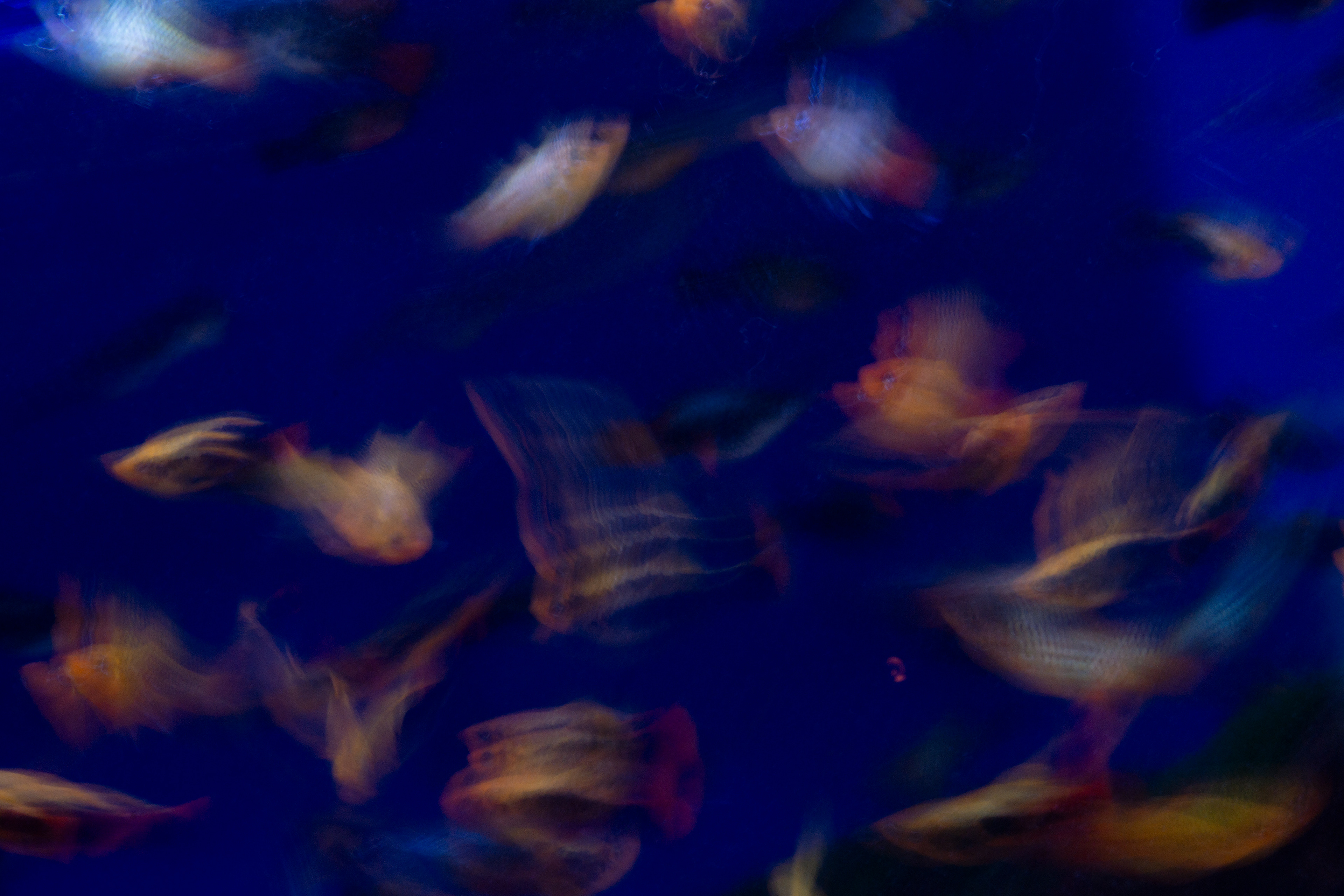 'Aqua Dreamscape' (2025).   Swirling strokes of golden yellow, fiery orange, and soft reddish hues drift across a canvas of rich, velvety blue. The colours melt and smear together in fluid, feathered trails, creating a sense of underwater motion. Soft-edged forms and translucent blurs evoke the feeling of shimmering, iridescent bodies gliding through deep, tranquil waters, their glowing textures mingling and dissolving like ink in water. The image is both lively and ethereal, with bursts of light and shadow giving depth to the vivid, ever-shifting tapestry of colours.