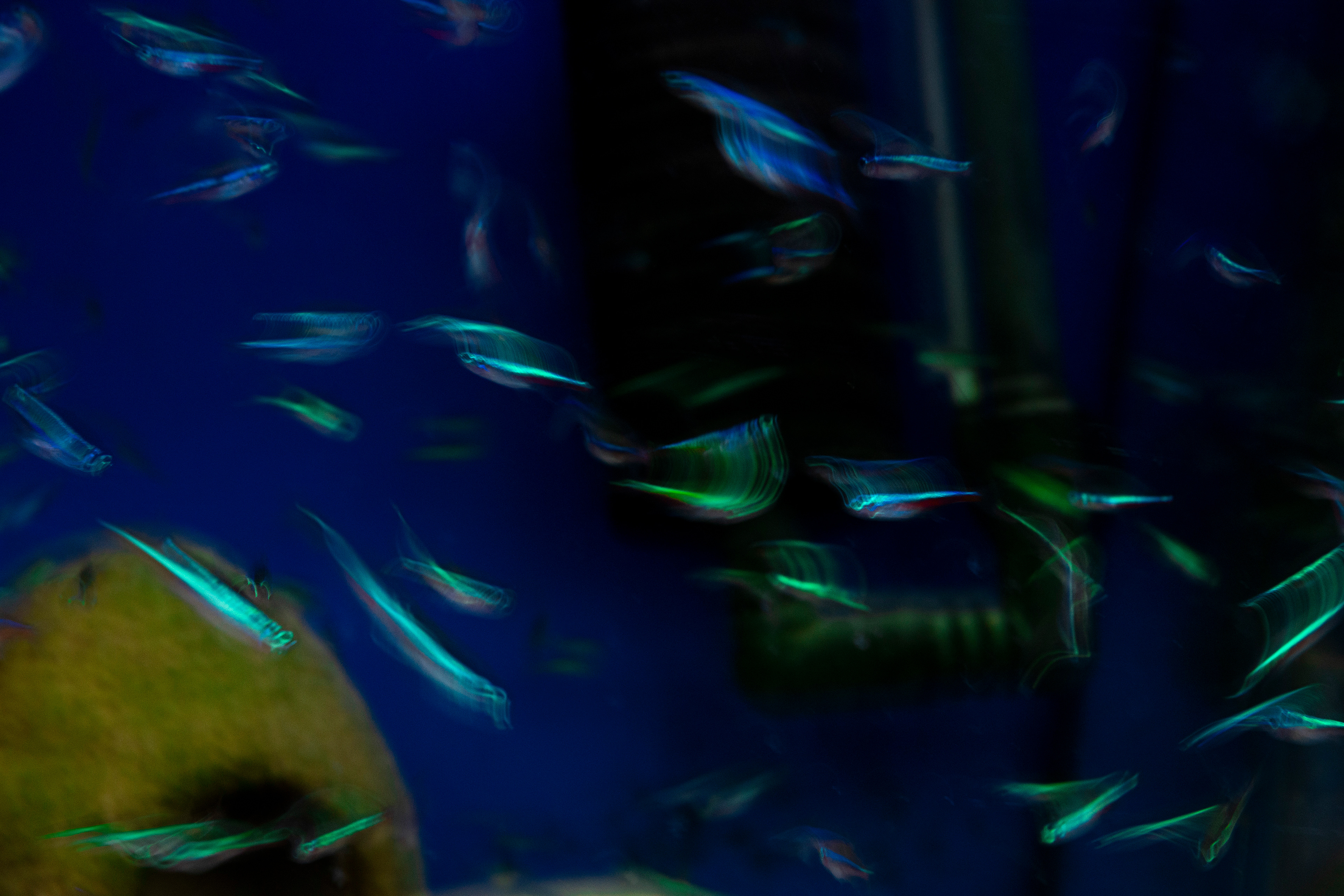  'Neon Shoal' (2025).  Soft, swirling streaks of vibrant teal, blue, and green shimmer against a deep indigo backdrop. The colours blend and trail like delicate neon brushstrokes, forming curved, fluid lines reminiscent of flowing silk or underwater light patterns. Subtle hints of pink and violet accent the luminous trails, creating a sense of layered movement and gentle energy. The background has a velvety, gradient texture, while the brighter colours appear to float above it, giving the scene a dreamy, ethereal, and liquid-like quality.