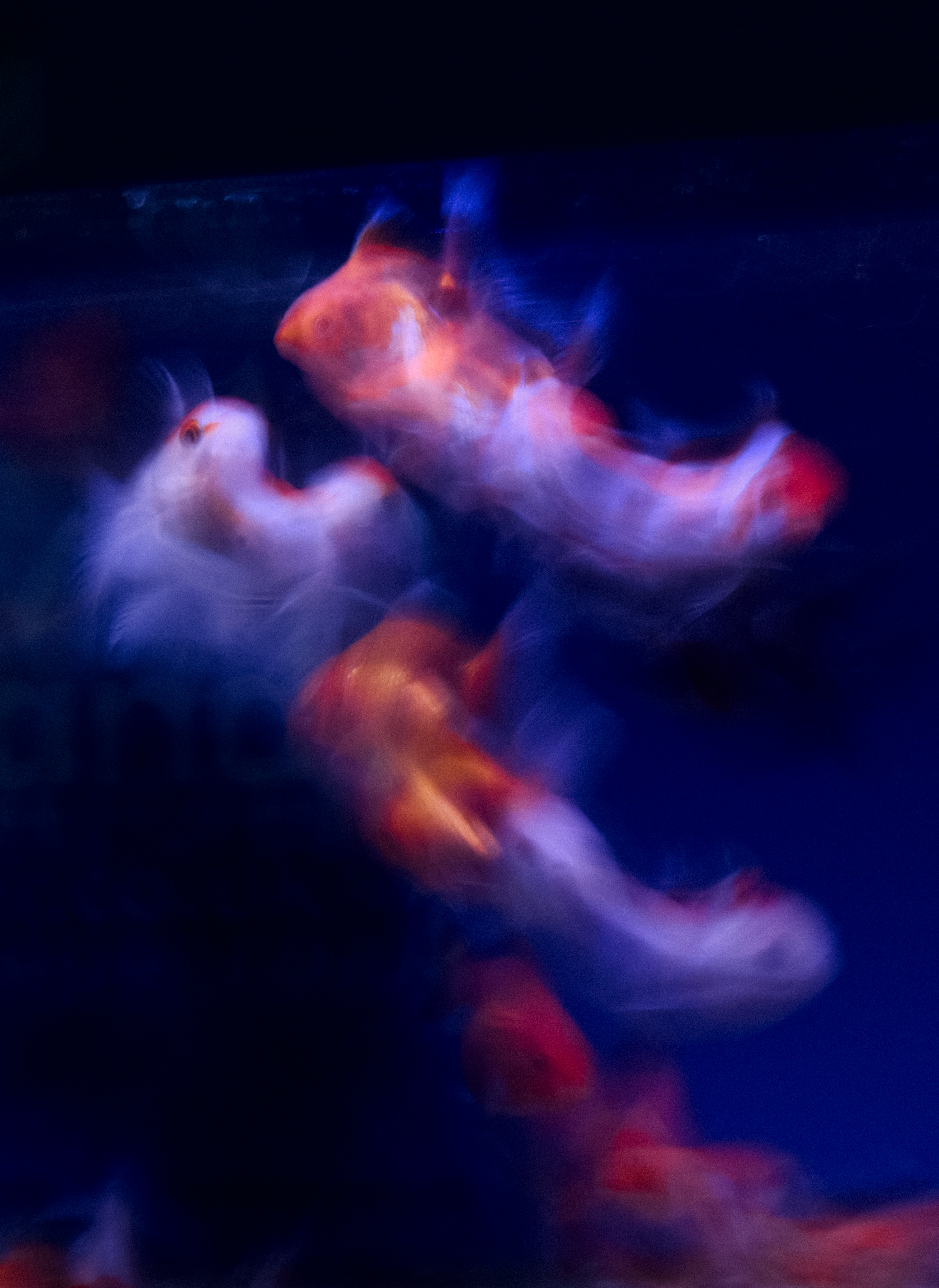 Swirling, luminous fish captured in motion against a deep, inky blue background. Their bodies are mostly white with patches of vibrant orange and blood-red, the colours bleeding and blending into each other due to the long exposure. The fish seem almost translucent at the edges, with delicate fins trailing behind them like silk threads, sometimes merging into streaks of soft pink and violet. Light dances off their scales, creating glistening, pearlescent textures in some areas, while shadows deepen the contrast around their heads and tails. The blurred, flowing movement gives the scene a watercolour effect, with feathery, ethereal outlines and a sense of liquid fluidity, making the fish appear as if they are both solid and made of light at the same time. The entire image radiates with a mysterious brightness, and the combination of electric blue water and fiery fish coolers gives it a vibrant, almost otherworldly atmosphere.