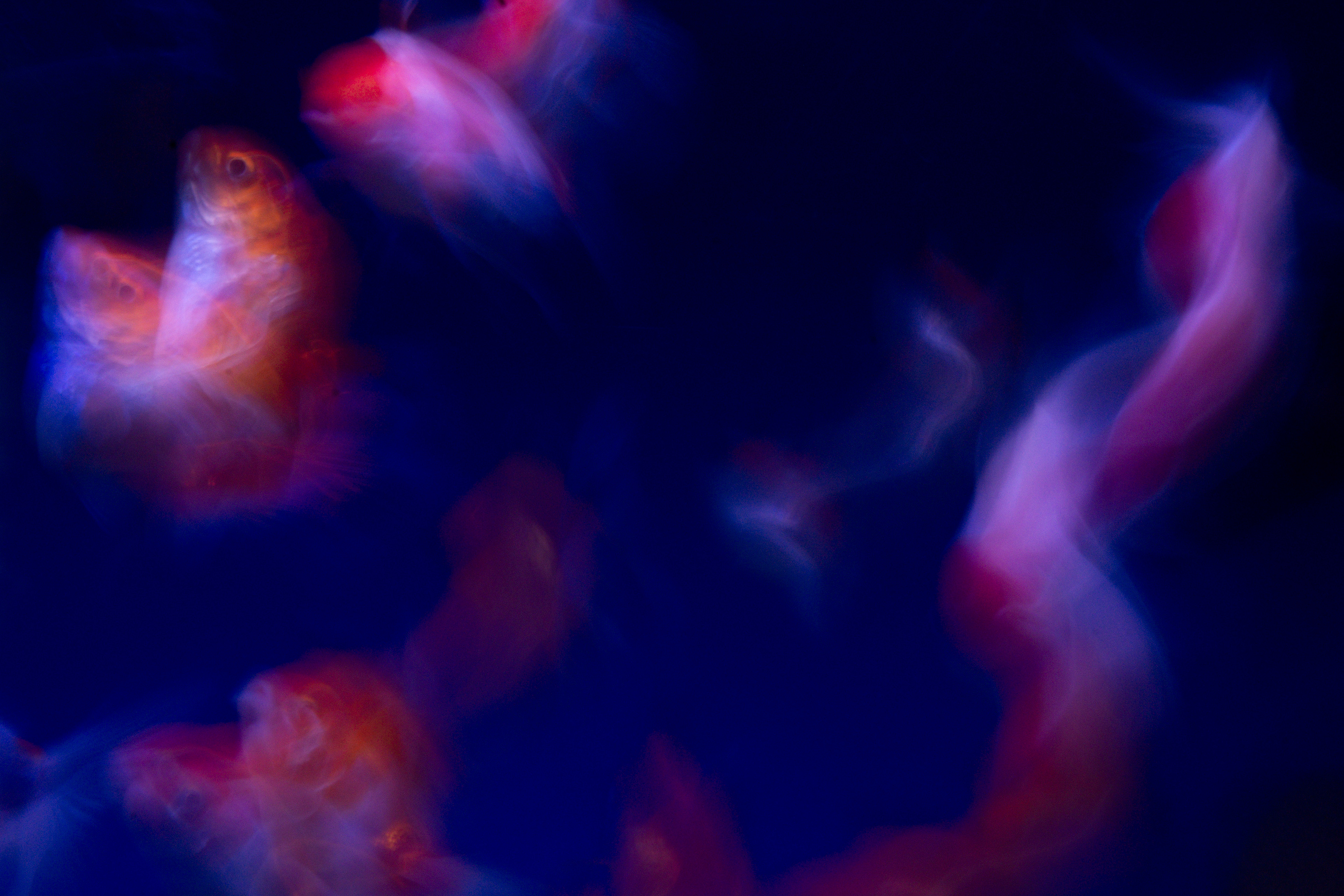 'Mythological Nebula' (2025) Swirling forms of goldfish with streaks of red, orange, and soft white appear suspended in a velvety, inky blue environment. The image has a painterly feel due to the intentional motion blur, transforming the fish into glowing, wispy masses. Their scales catch subtle light, creating iridescent, shimmering textures that dissolve into the shadows. The colors bleed into one another—crimson merges with peach and powdery blue, while translucent fins trail behind as delicate veils. Some brighter, coppery areas hint at the fish’s heads and gills, and diffused edges trickle outward into smooth gradients of color. Occasional hints of lilac and rosy pink merge seamlessly and evoke the sensation of fabric or smoke drifting beneath the water’s surface. The overall effect evokes a dreamy, underwater ballet imbued with a soft, luminous energy punctuated by glowing highlights and rich, fluid textures.