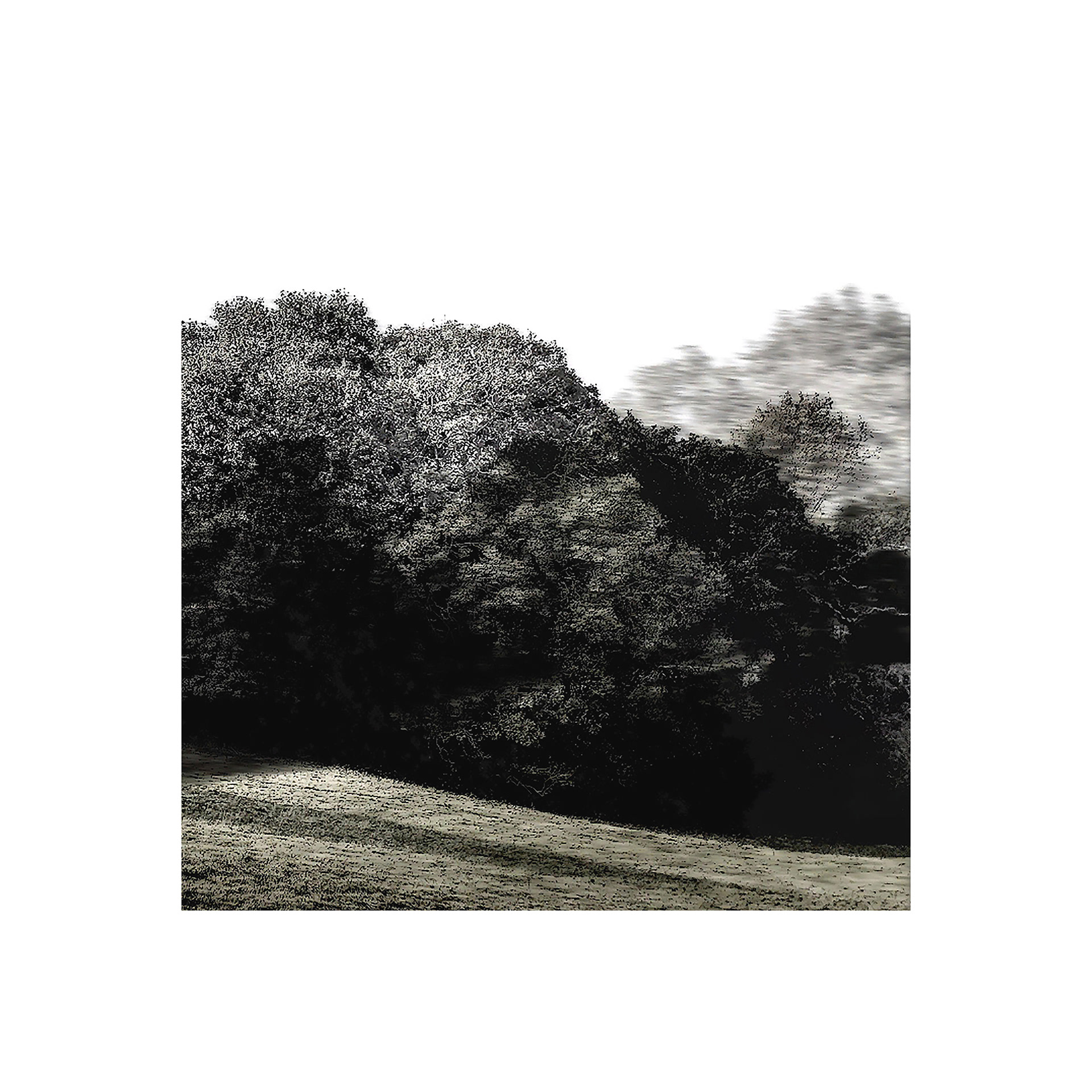 Trees & Keys 374442