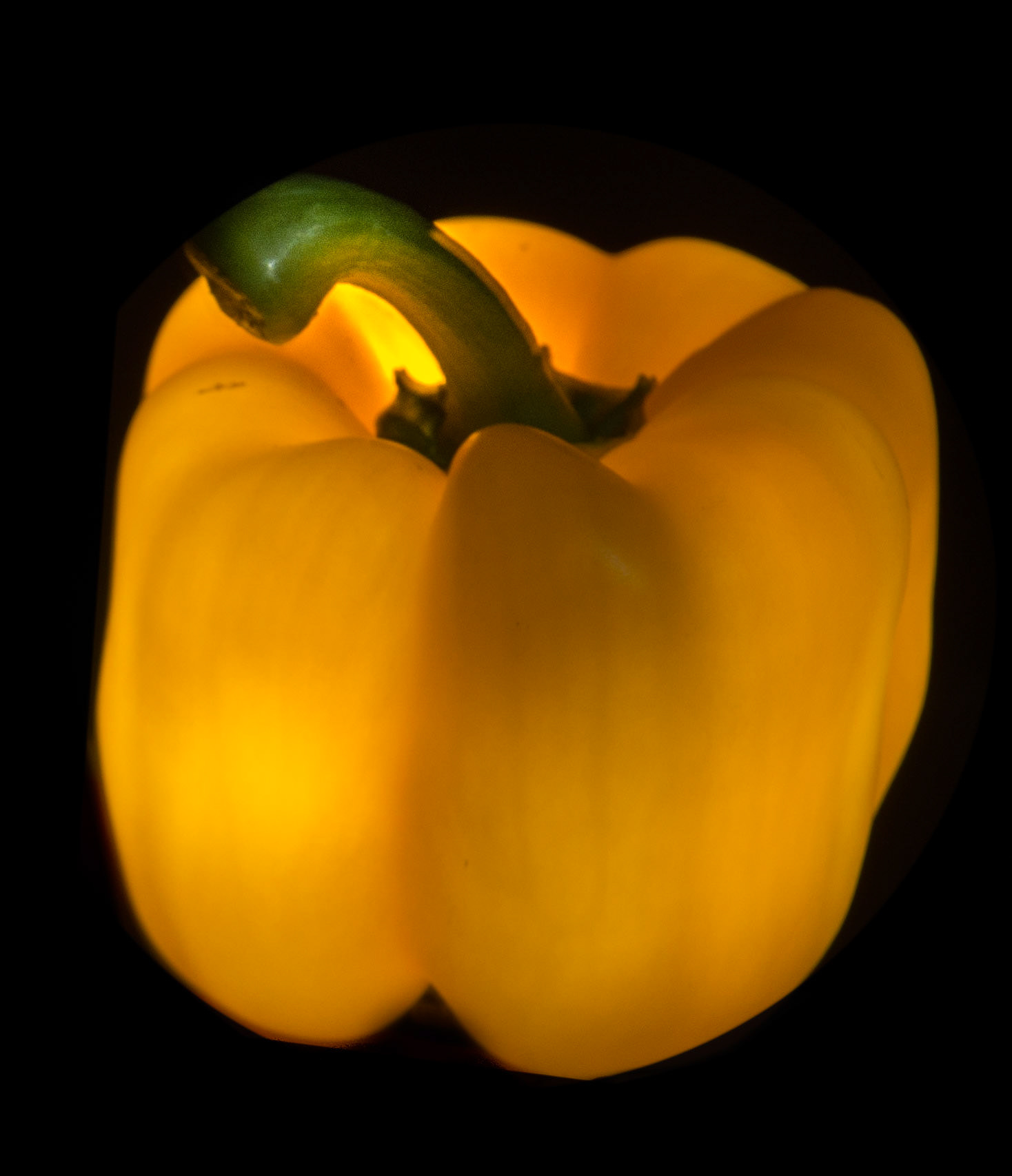 Bell pepper (Yellow)