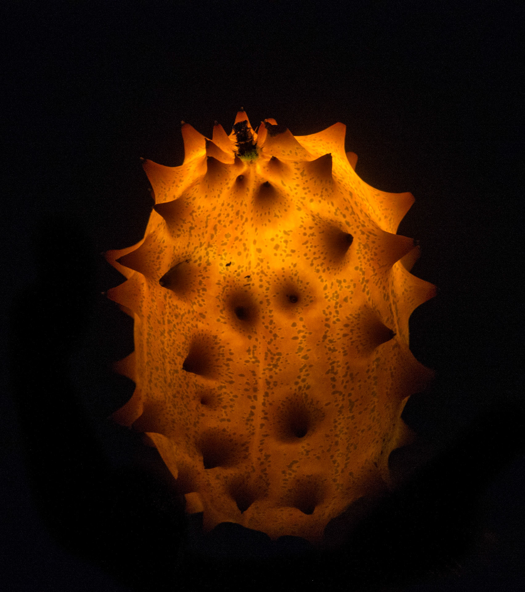 Kiwano (horned melon)