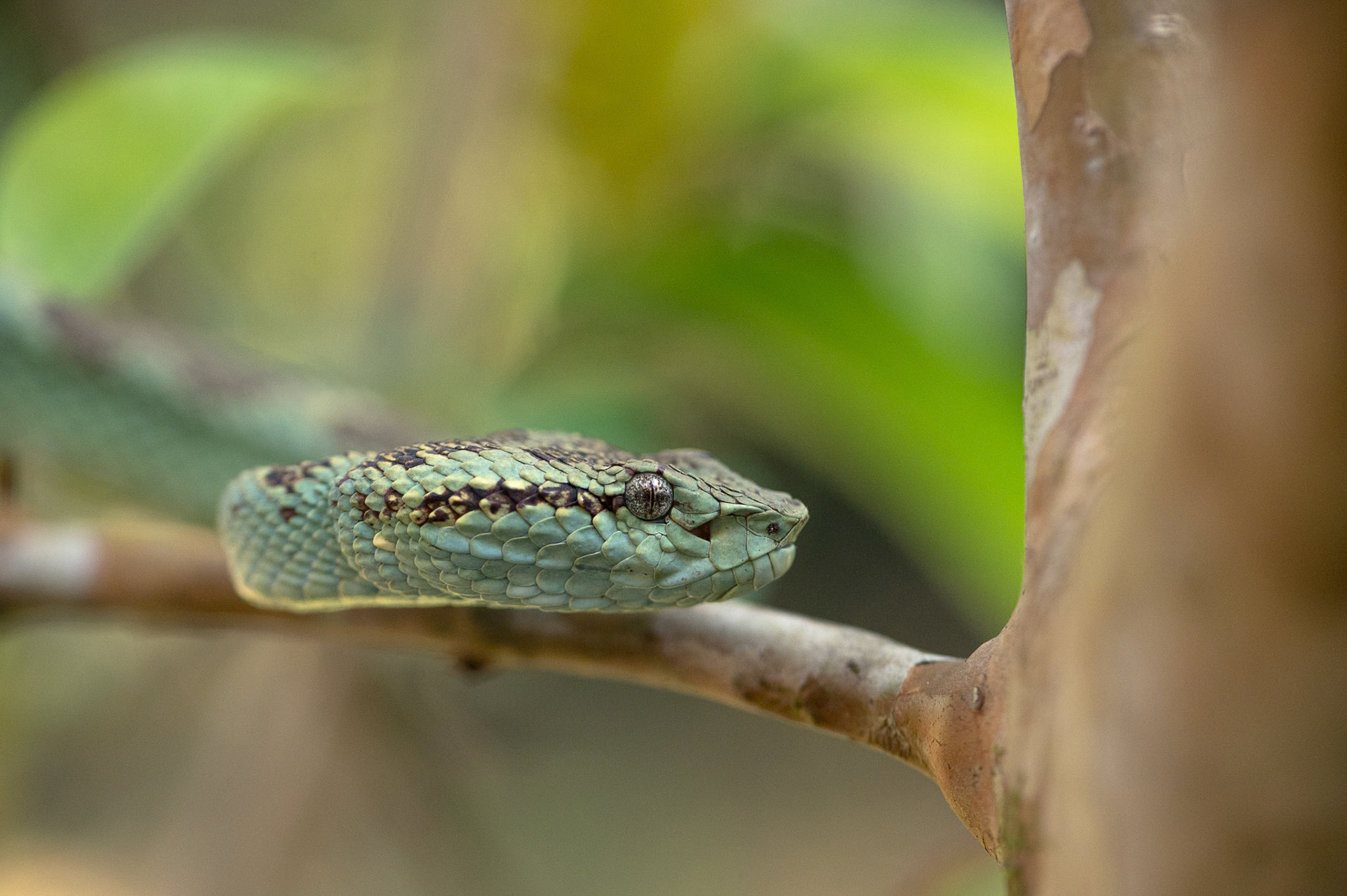 Malabar Pit Viper