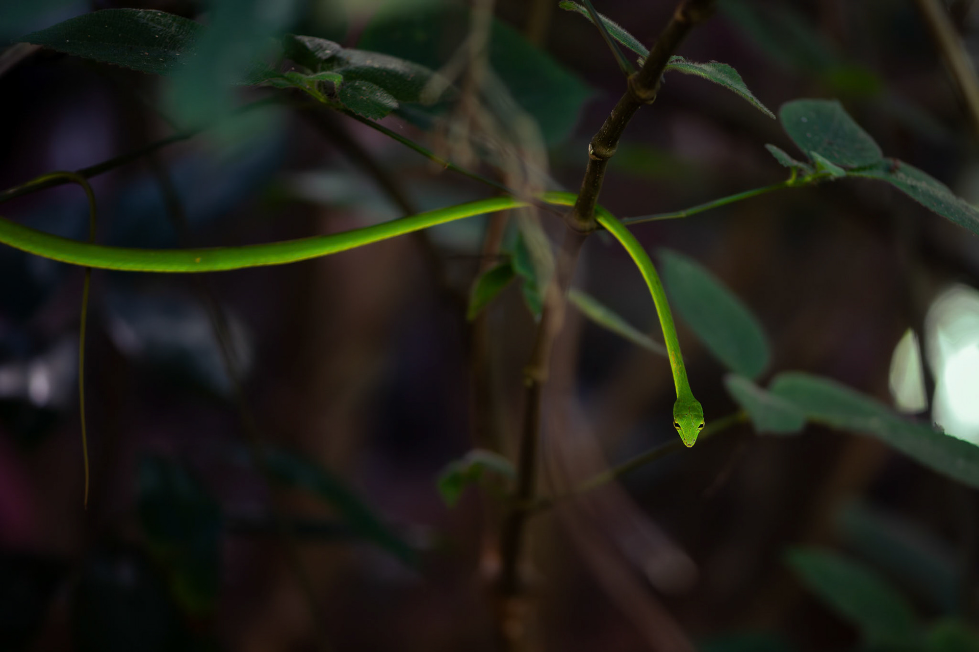 Green Vine Snake