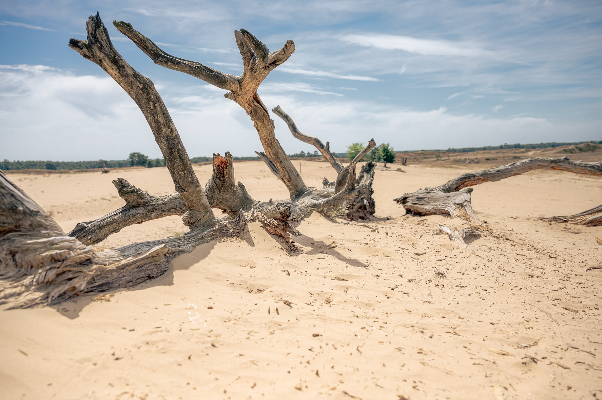 Het Nationale Park De Hoge Veluwe, Netherlands