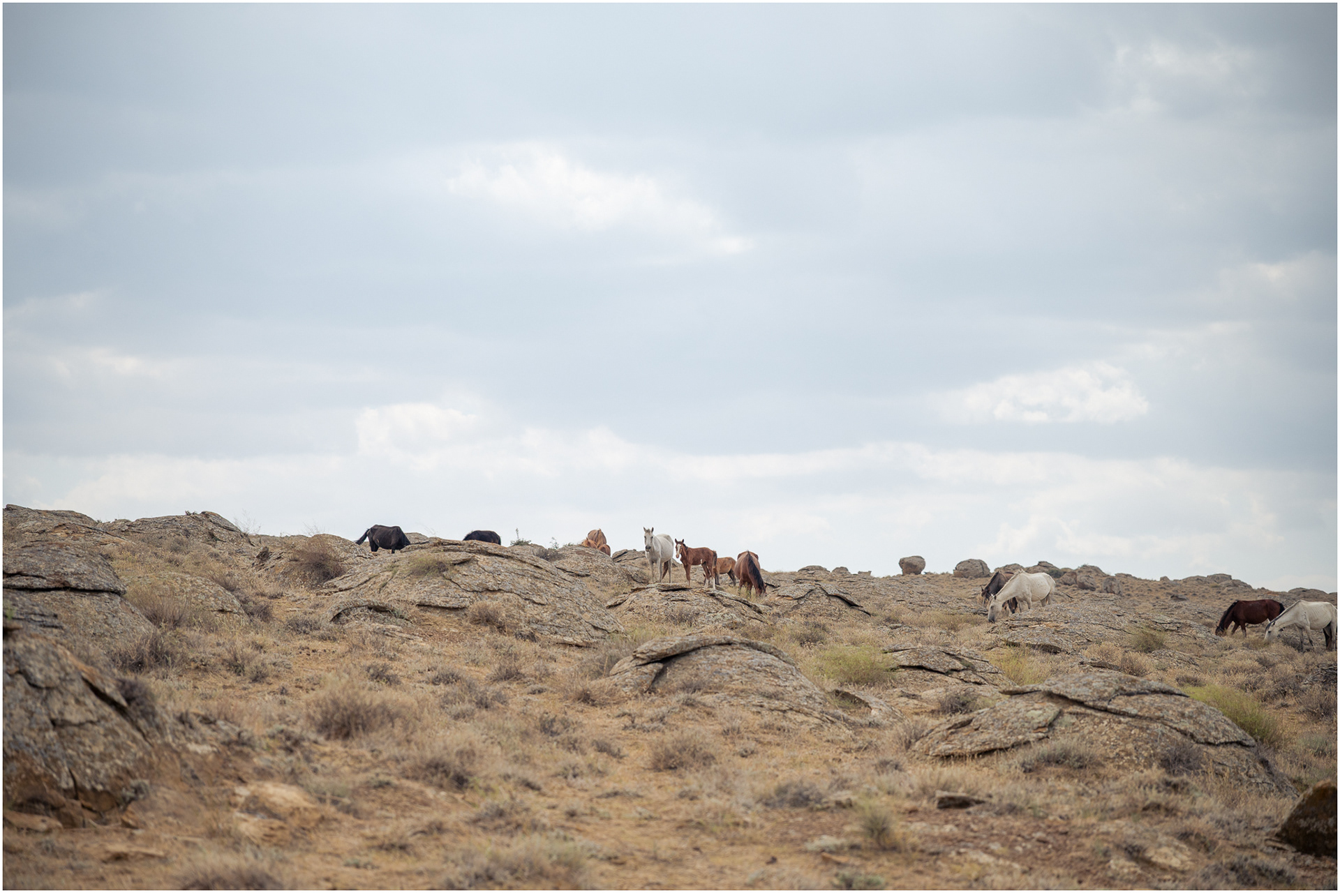 Ball-like structures covering the grassland, formed by receding ocean millions of years ago