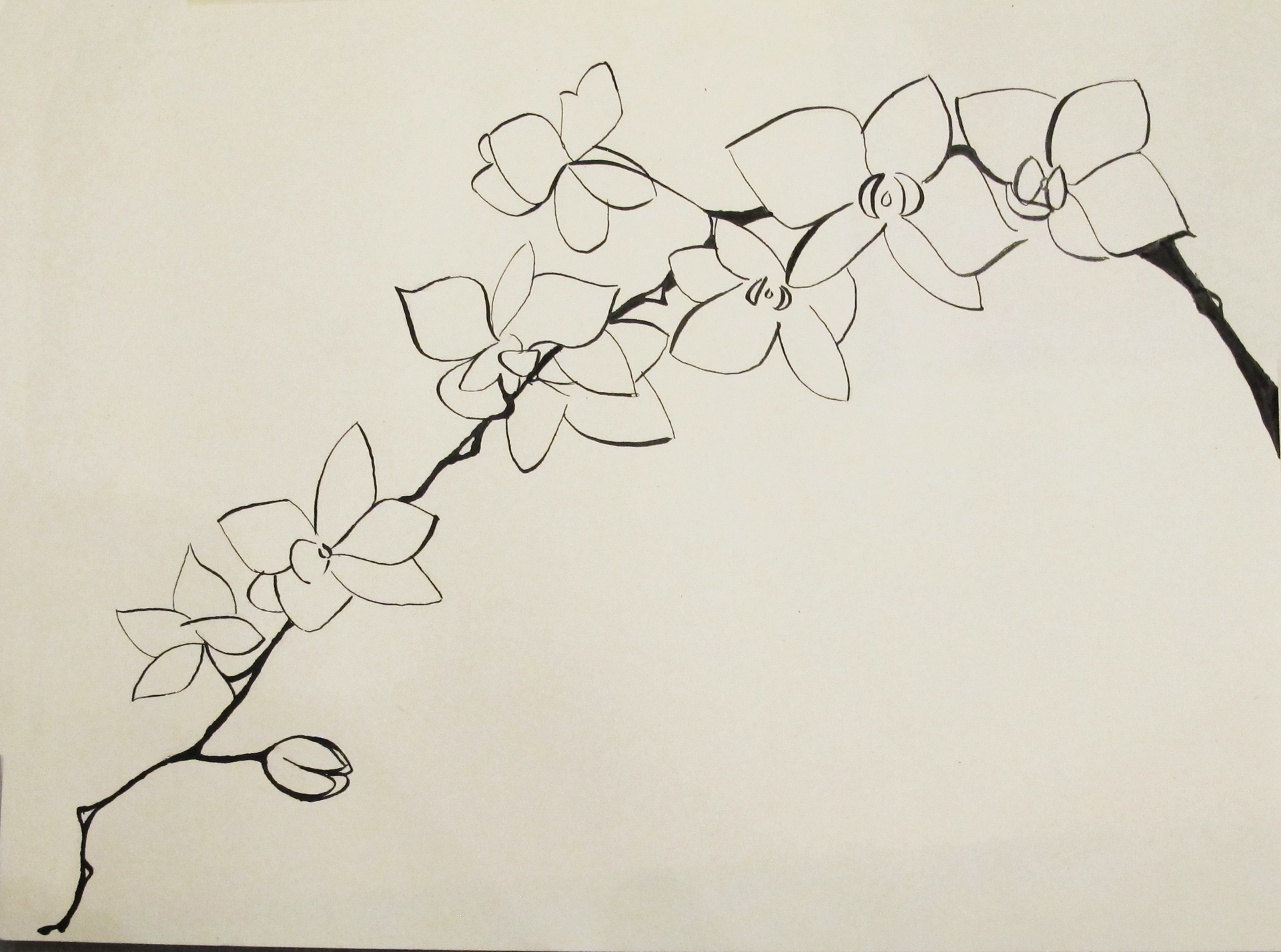Orchid Branch