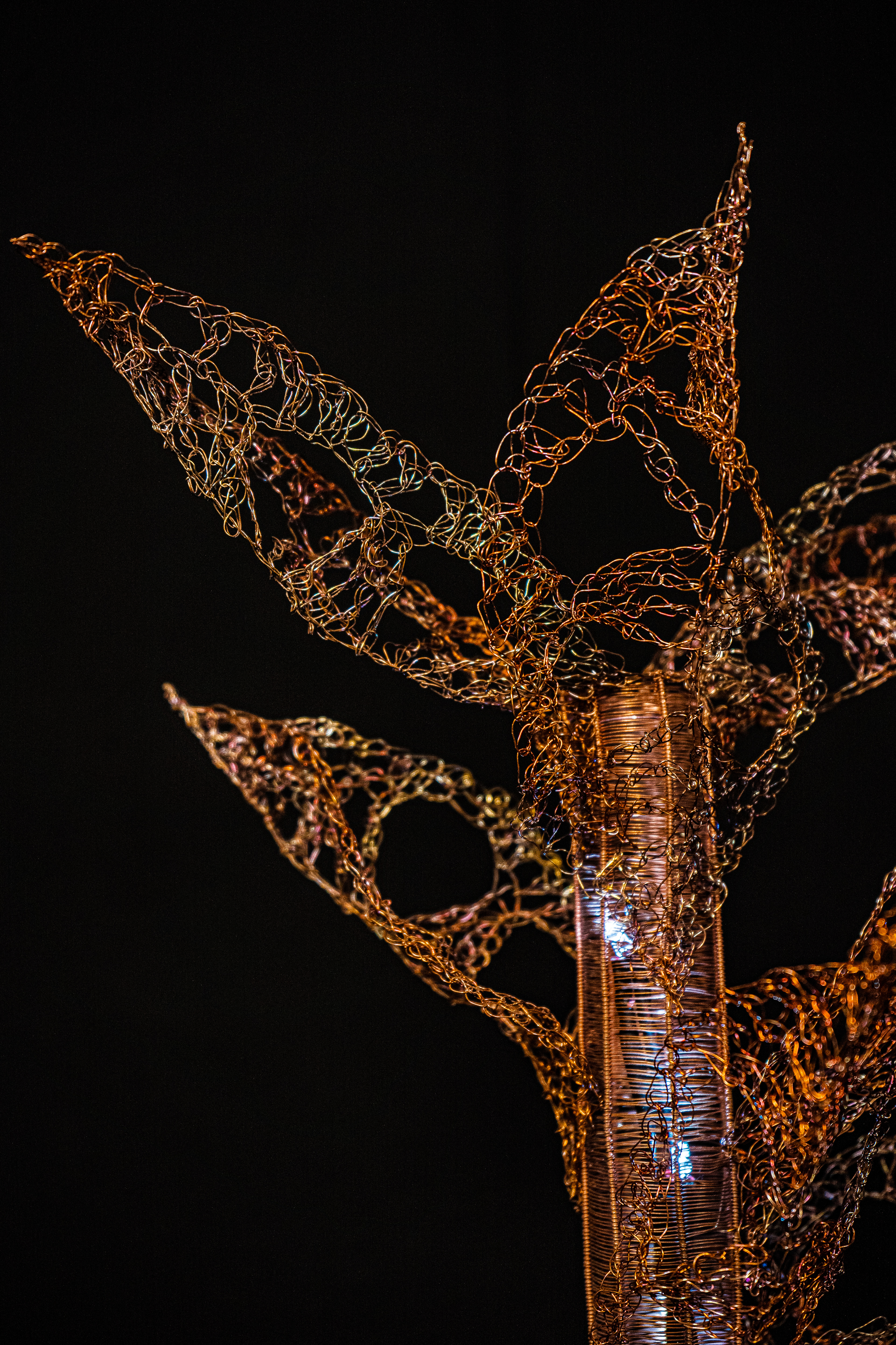 Croton detail
