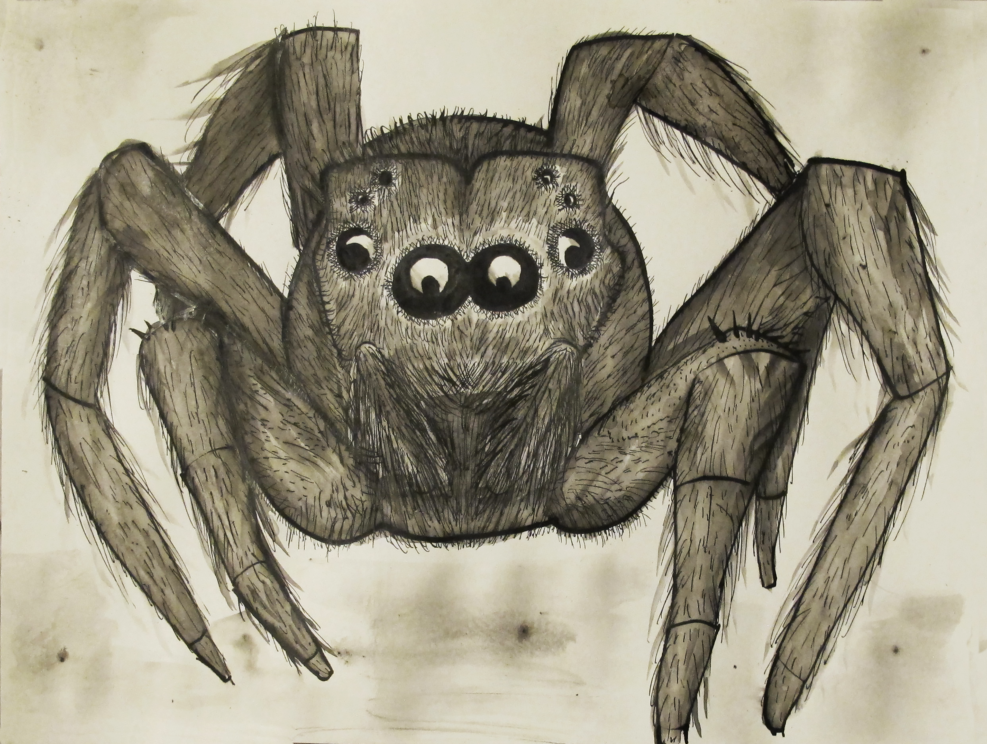 Hairy Spider