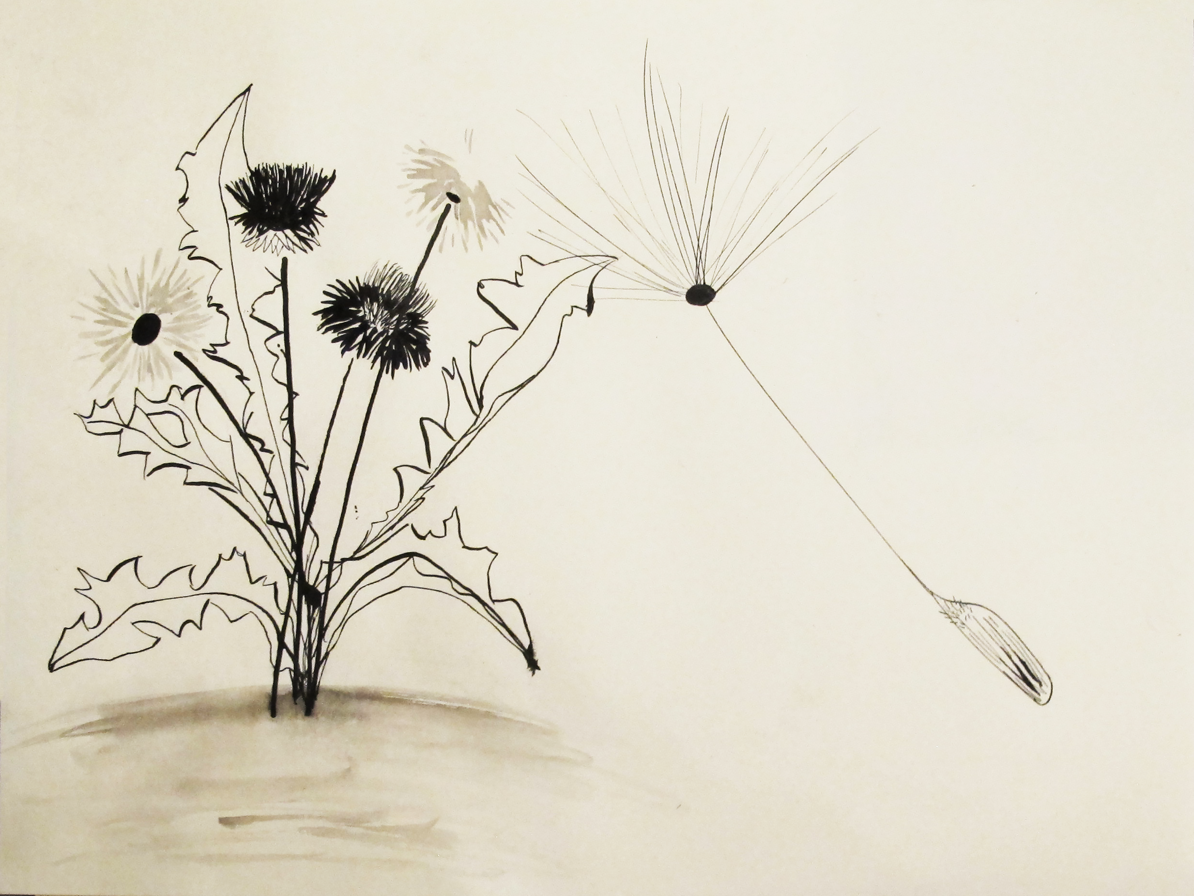 Dandelions