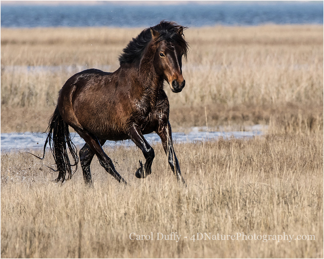 Charging Wild Assateague Stallion