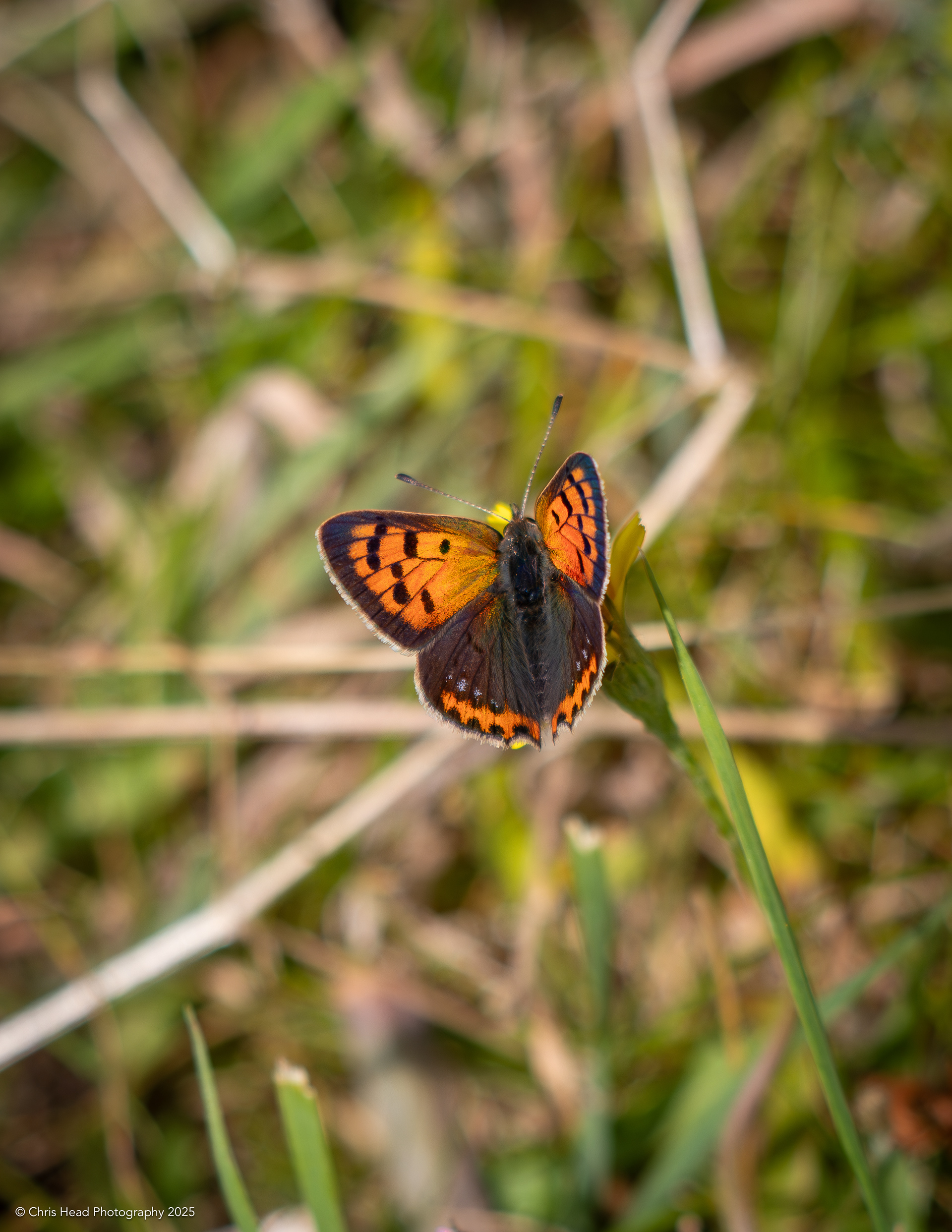 Small Copper