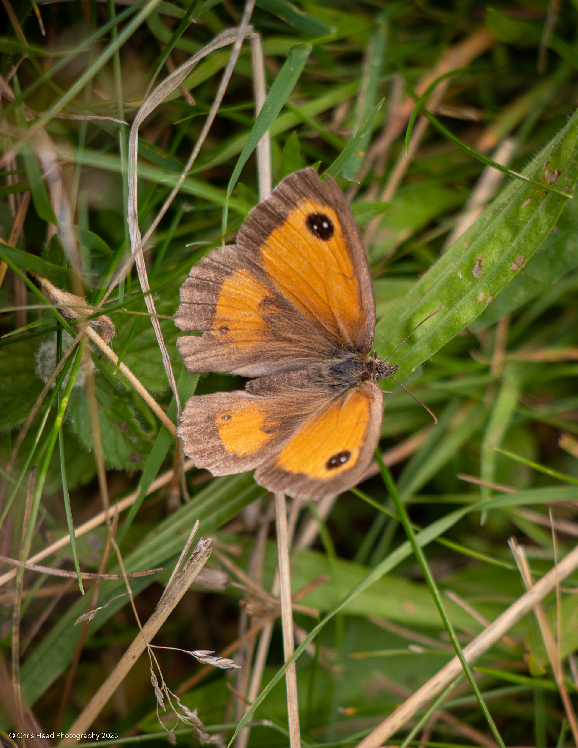 Gatekeeper 