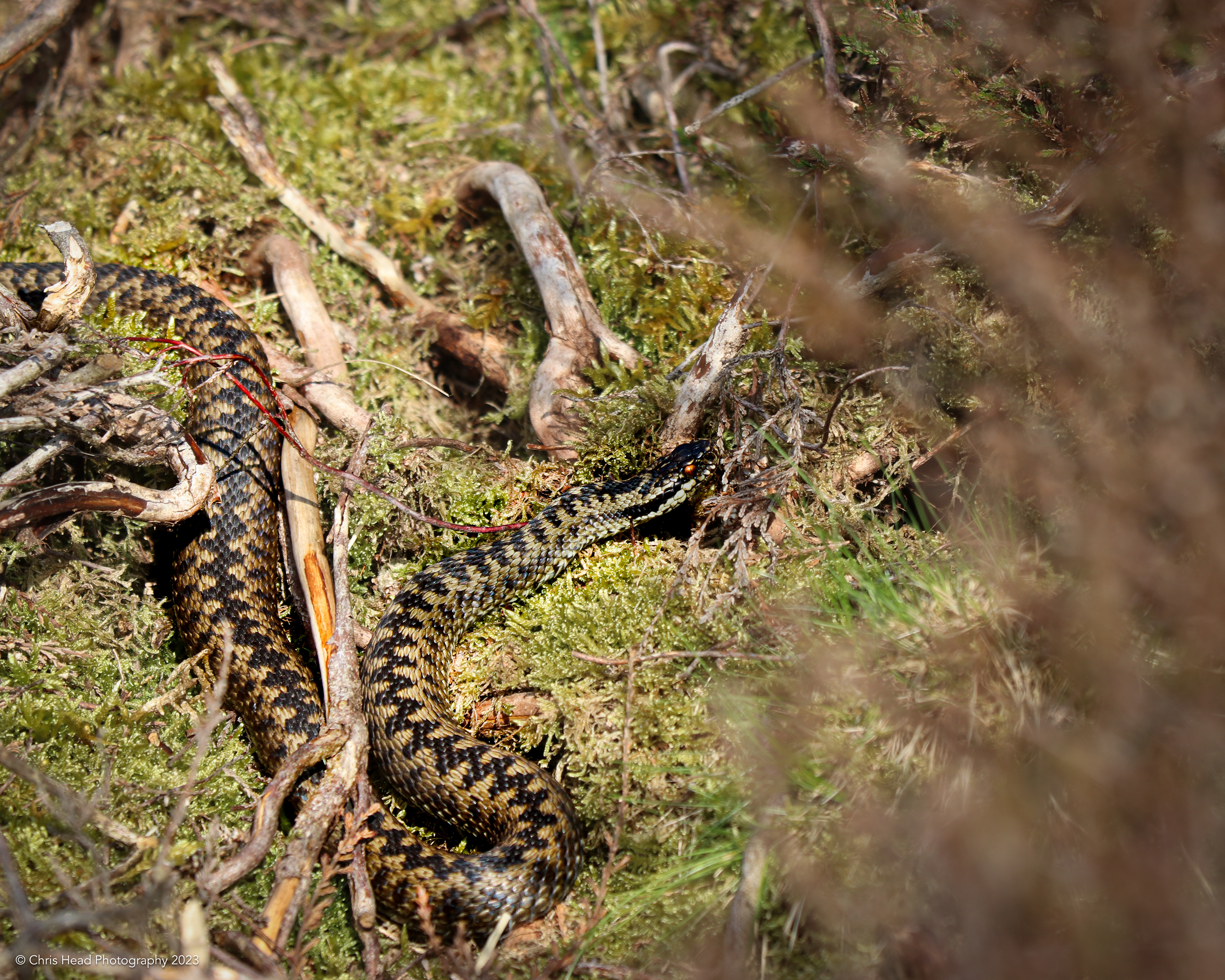 Adder, Charterhouse