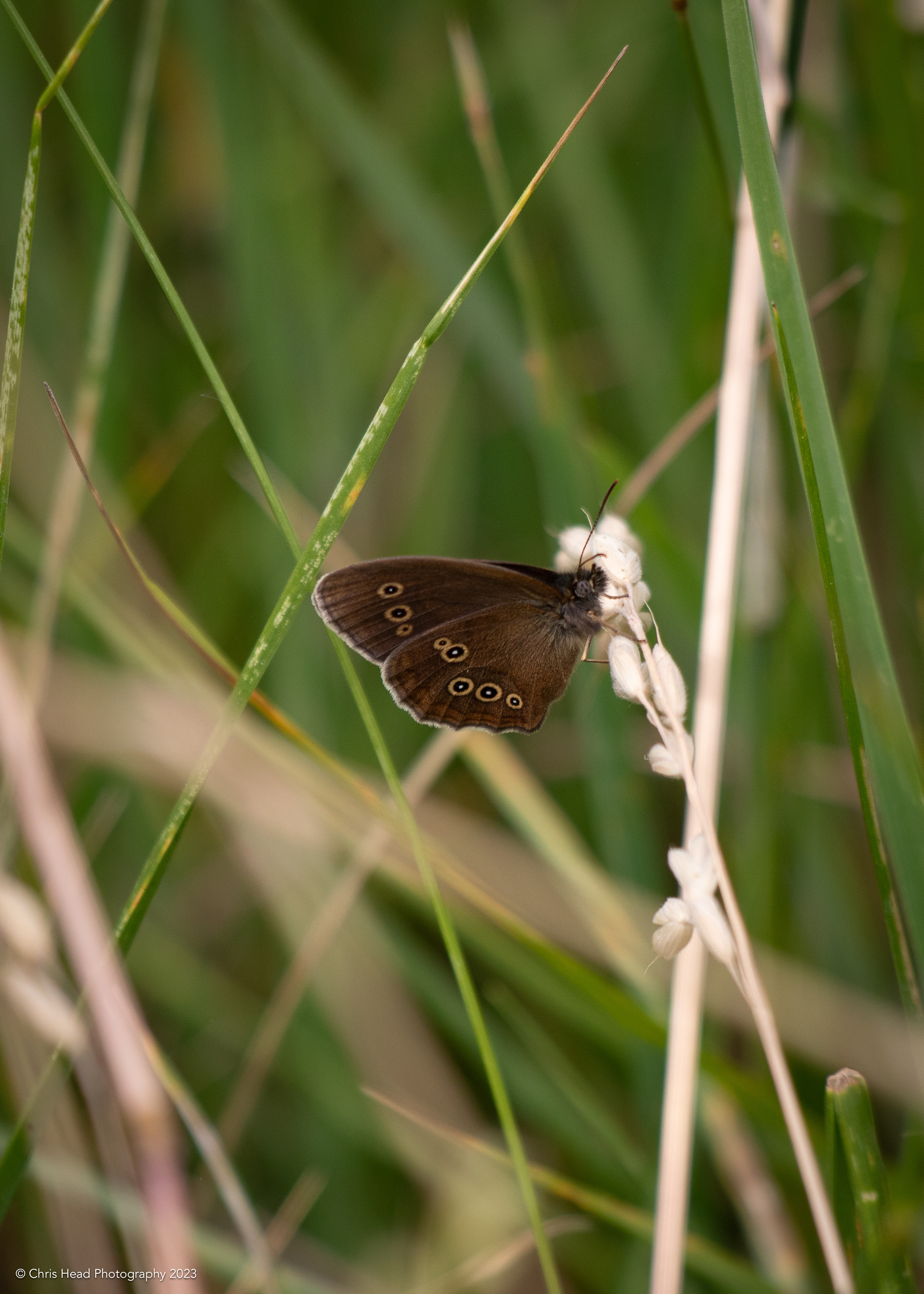 Ringlet