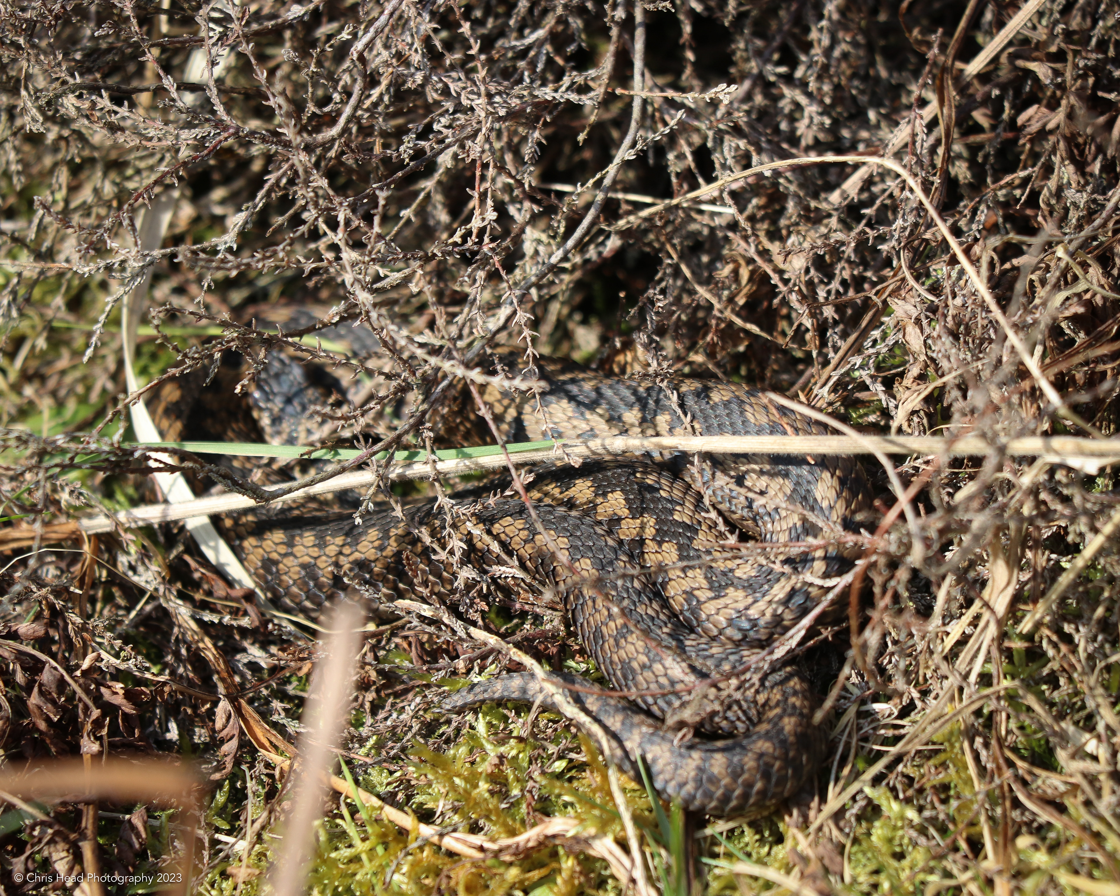 Adder, Charterhouse