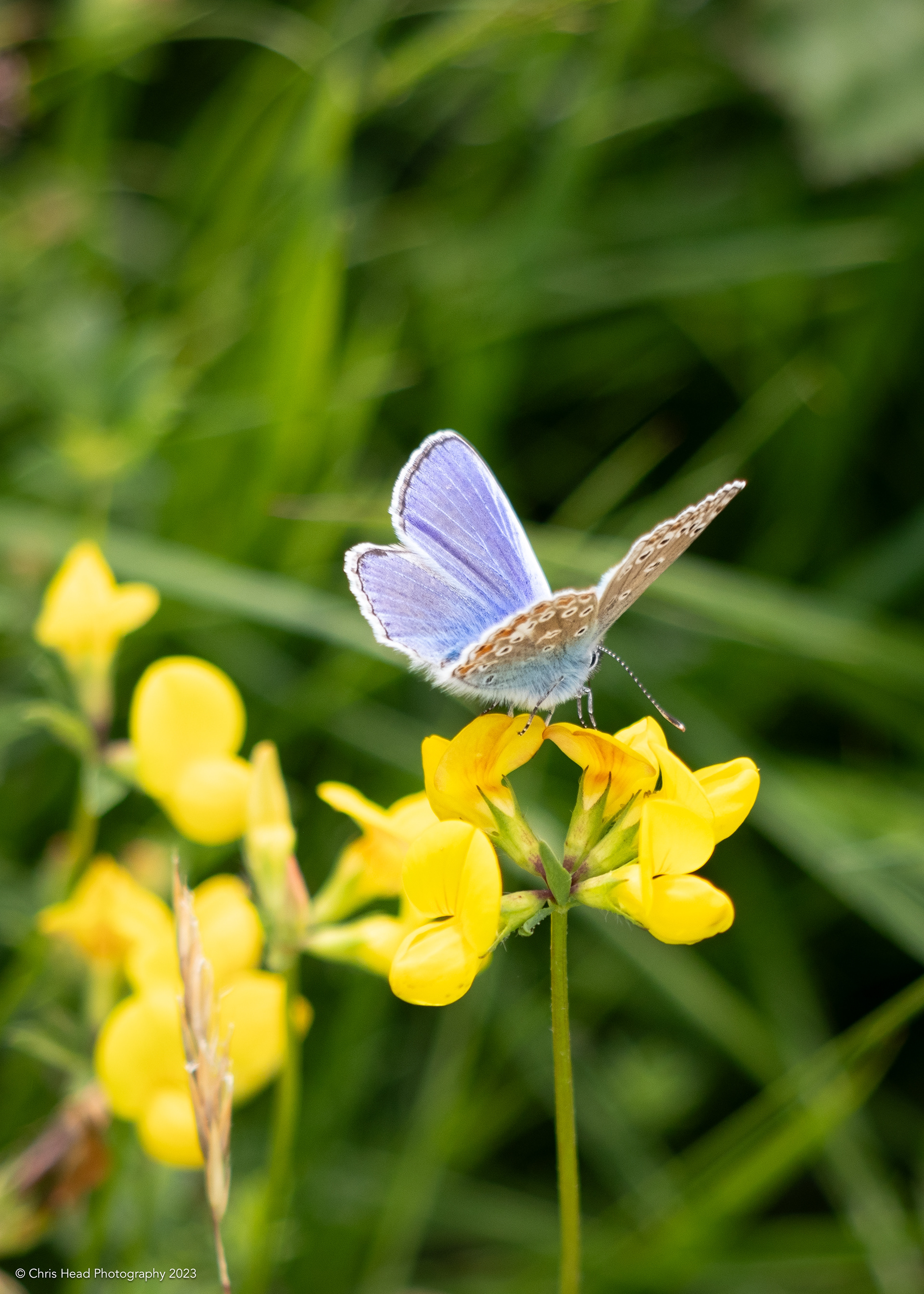 Common Blue (male)