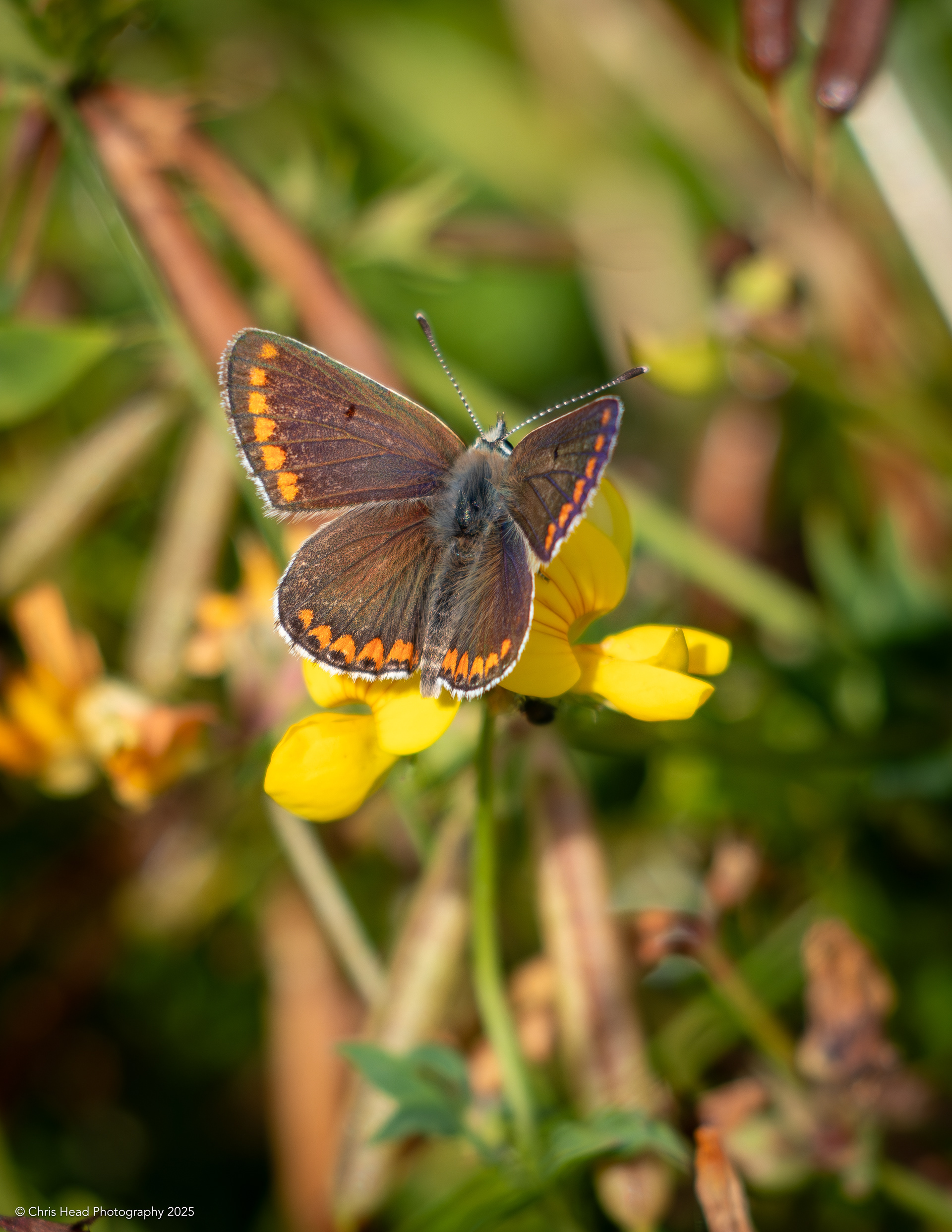 Brown Argus